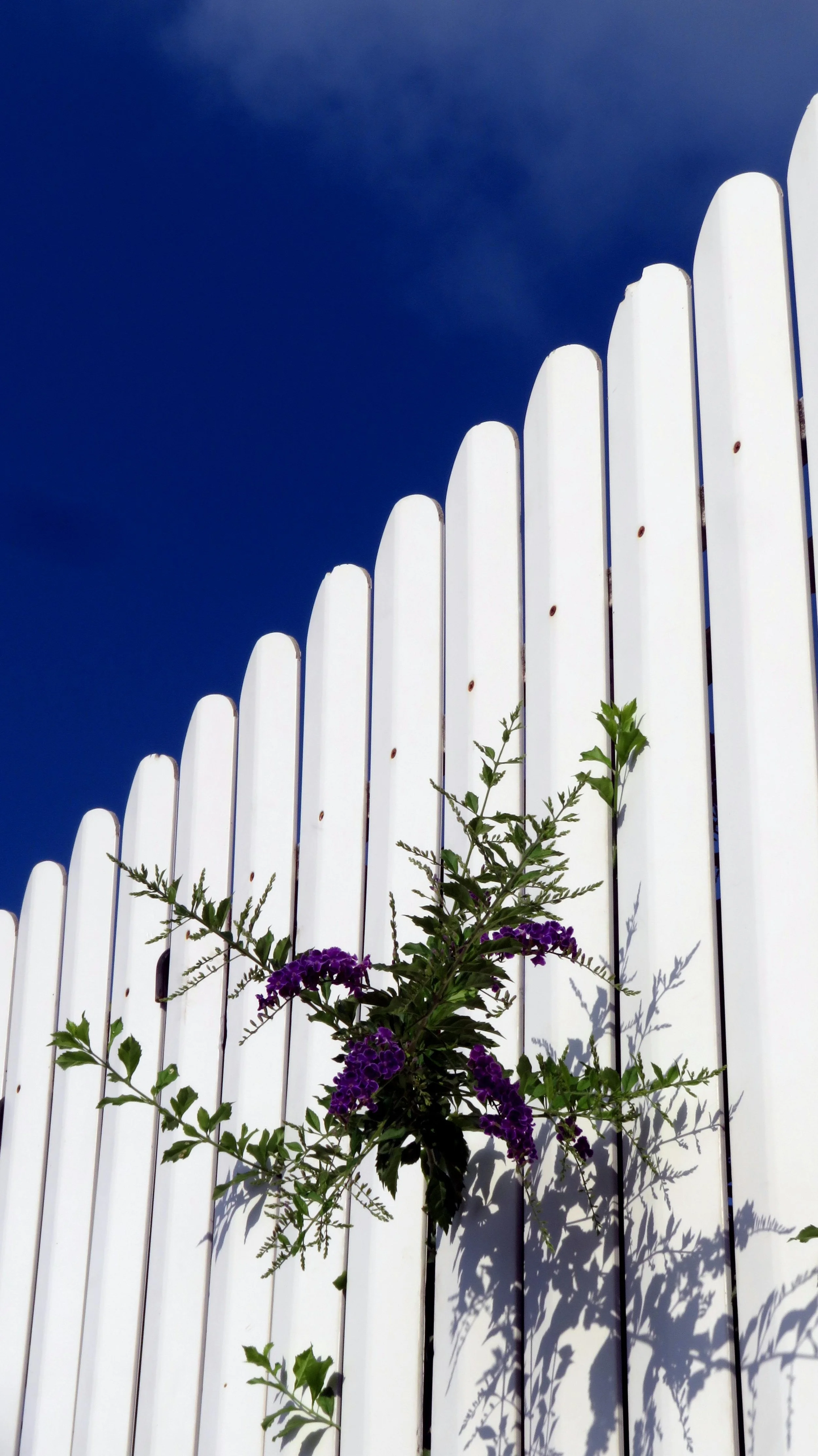 Fence Repair in Boulder County: Costs, Common Problems &amp; When to Replace