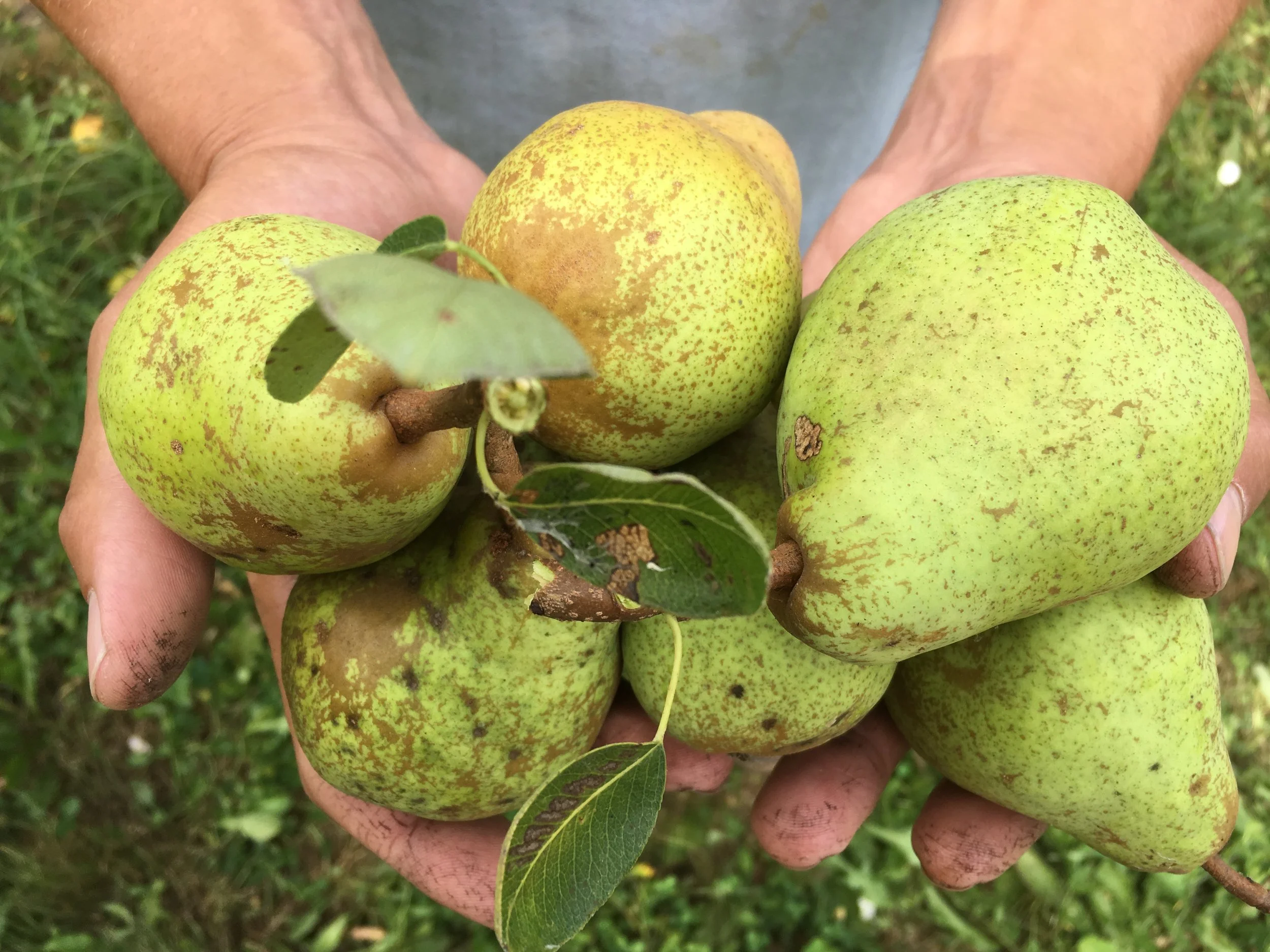 Pears.JPG