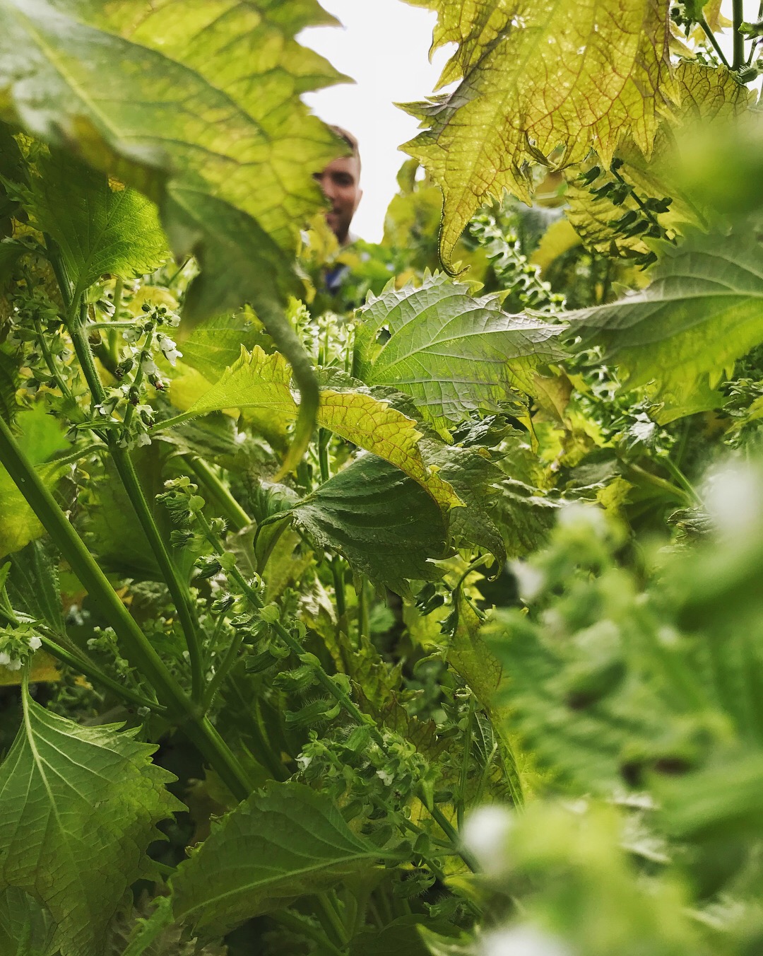 Shiso leaves.JPG