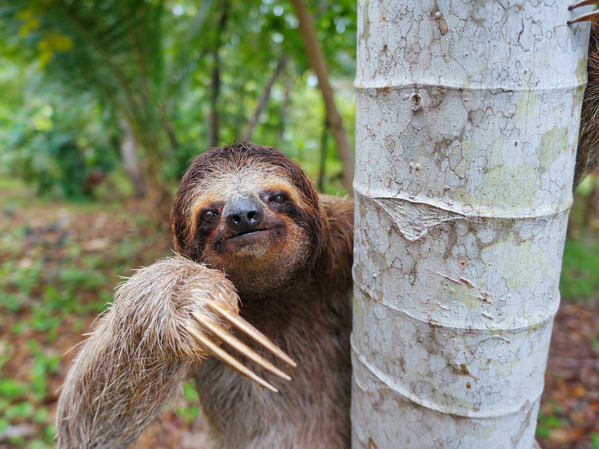 Sloth Tour.jpg