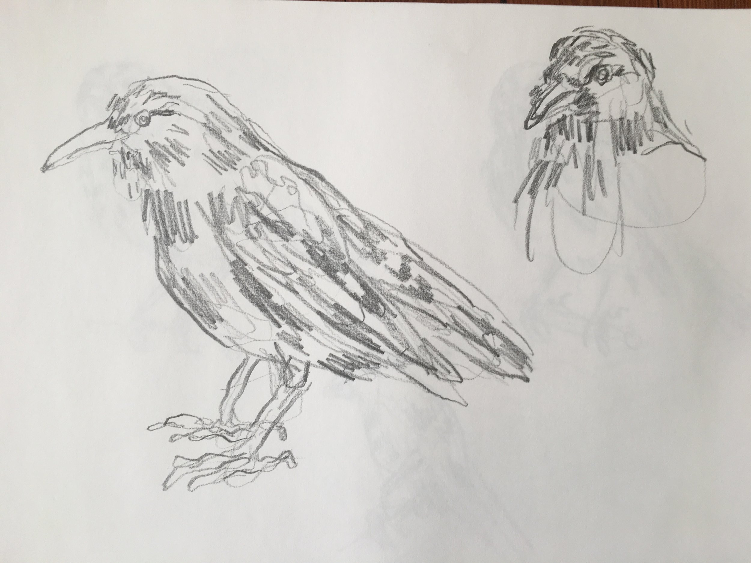 Sparrow studies / Yale Peabody Museum, New Haven CT