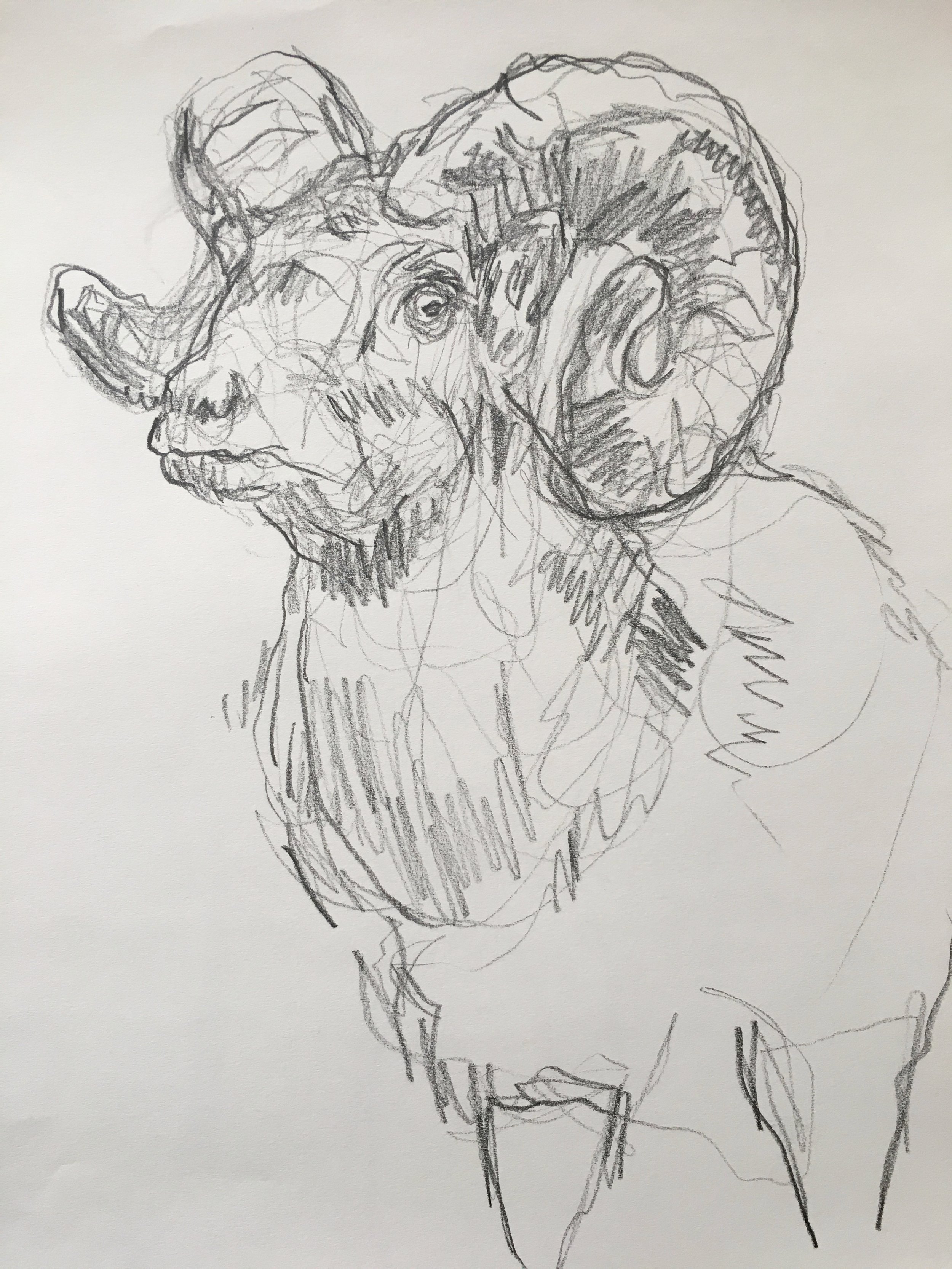 Ram / Yale Peabody Museum, New Haven CT