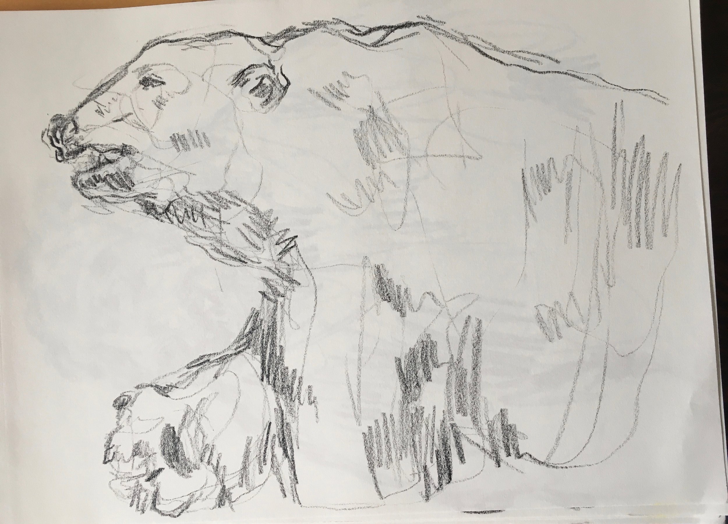 Polar Bear / Yale Peabody Museum, New Haven CT