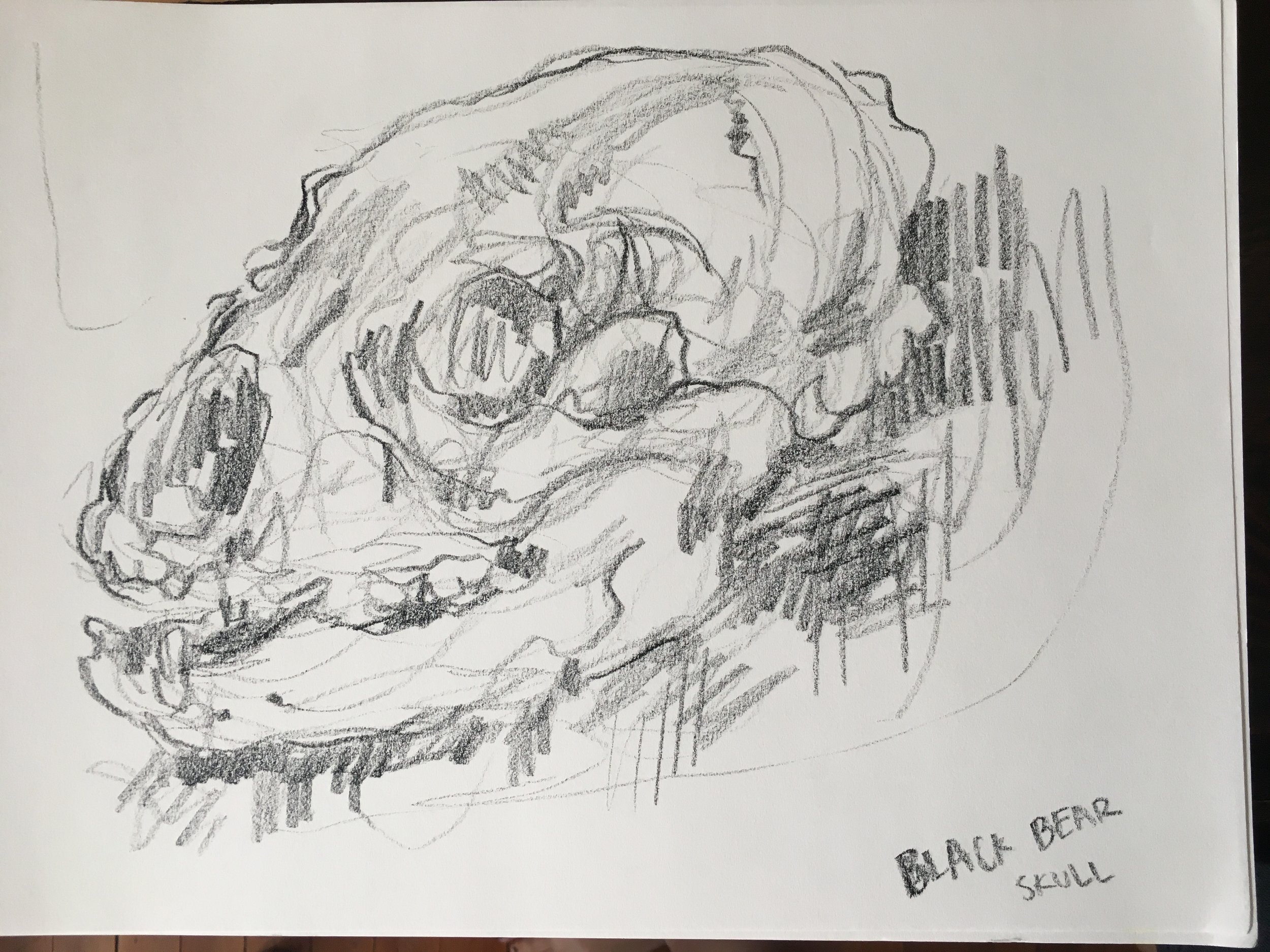 Black Bear Skull / Yale Peabody Museum, New Haven CT