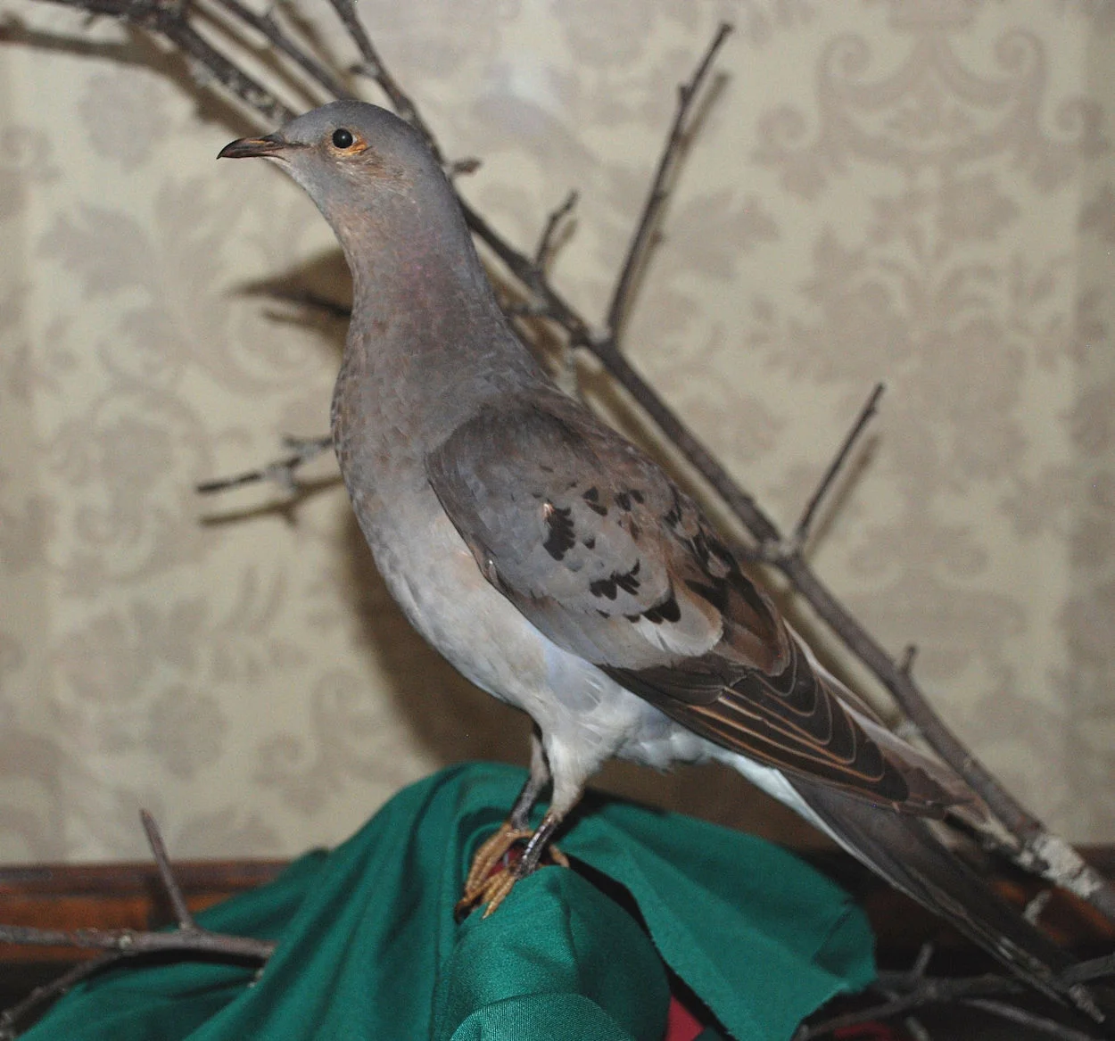 Passenger Pigeon.jpg