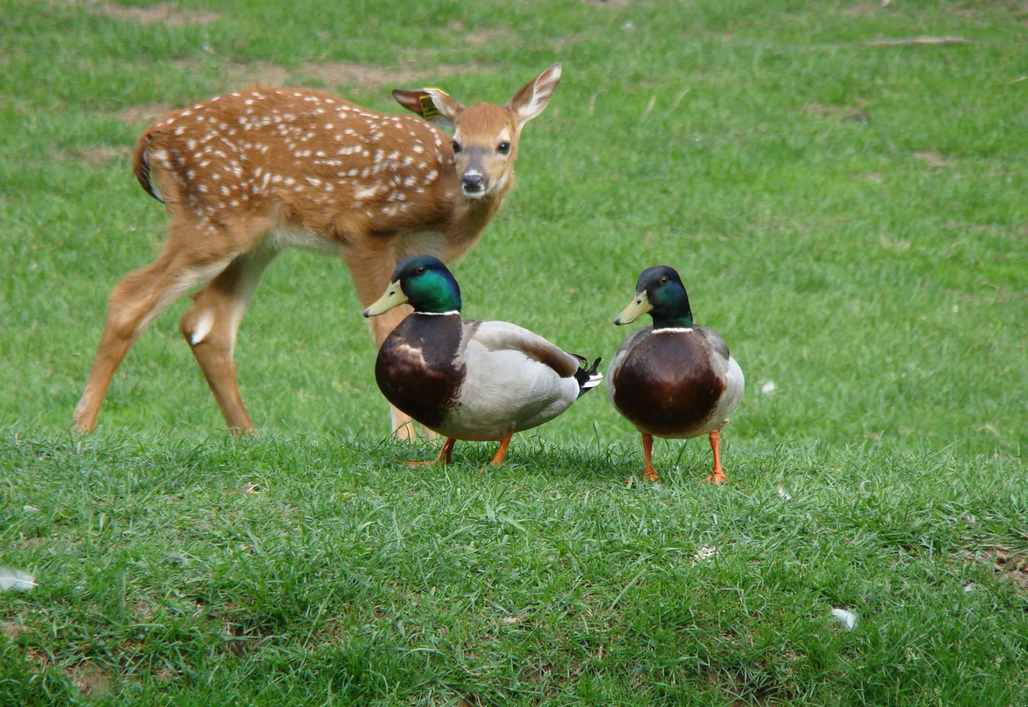 Deer & Ducks