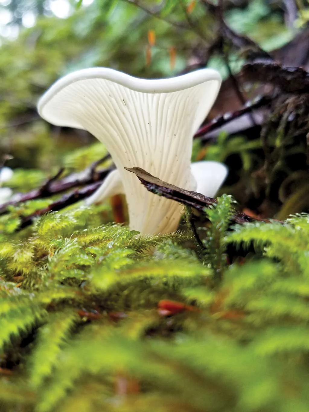 sarah-phillips-fungus-4.jpg