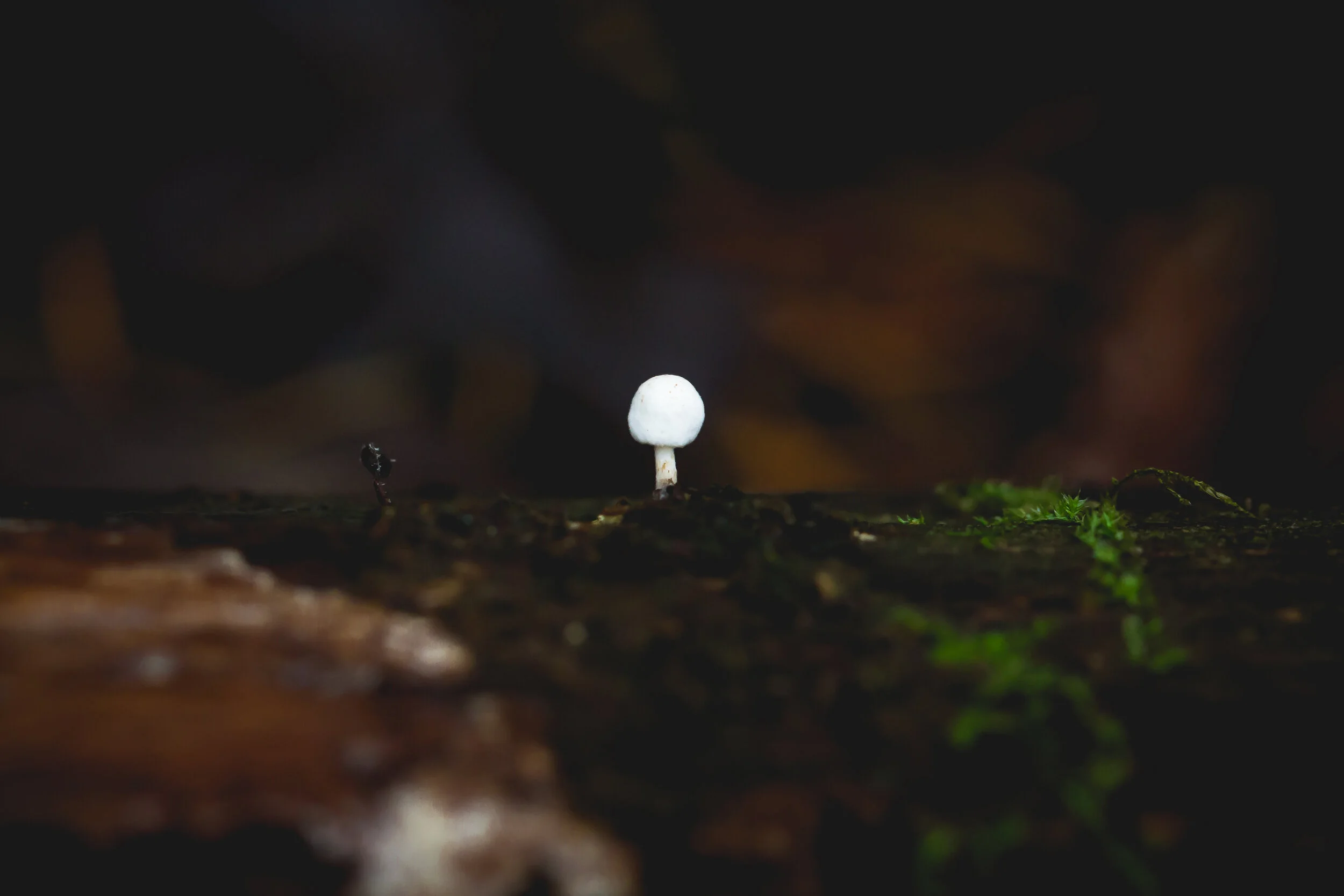 SaltSpring-7898.jpg
