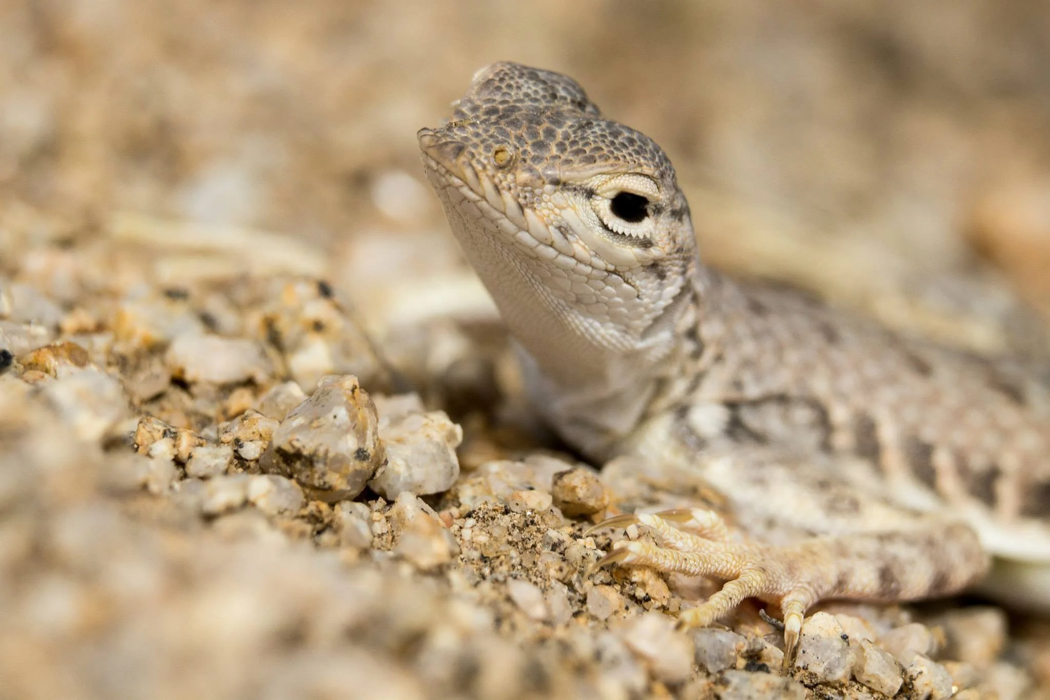 Joshua Tree_Lizard.jpg