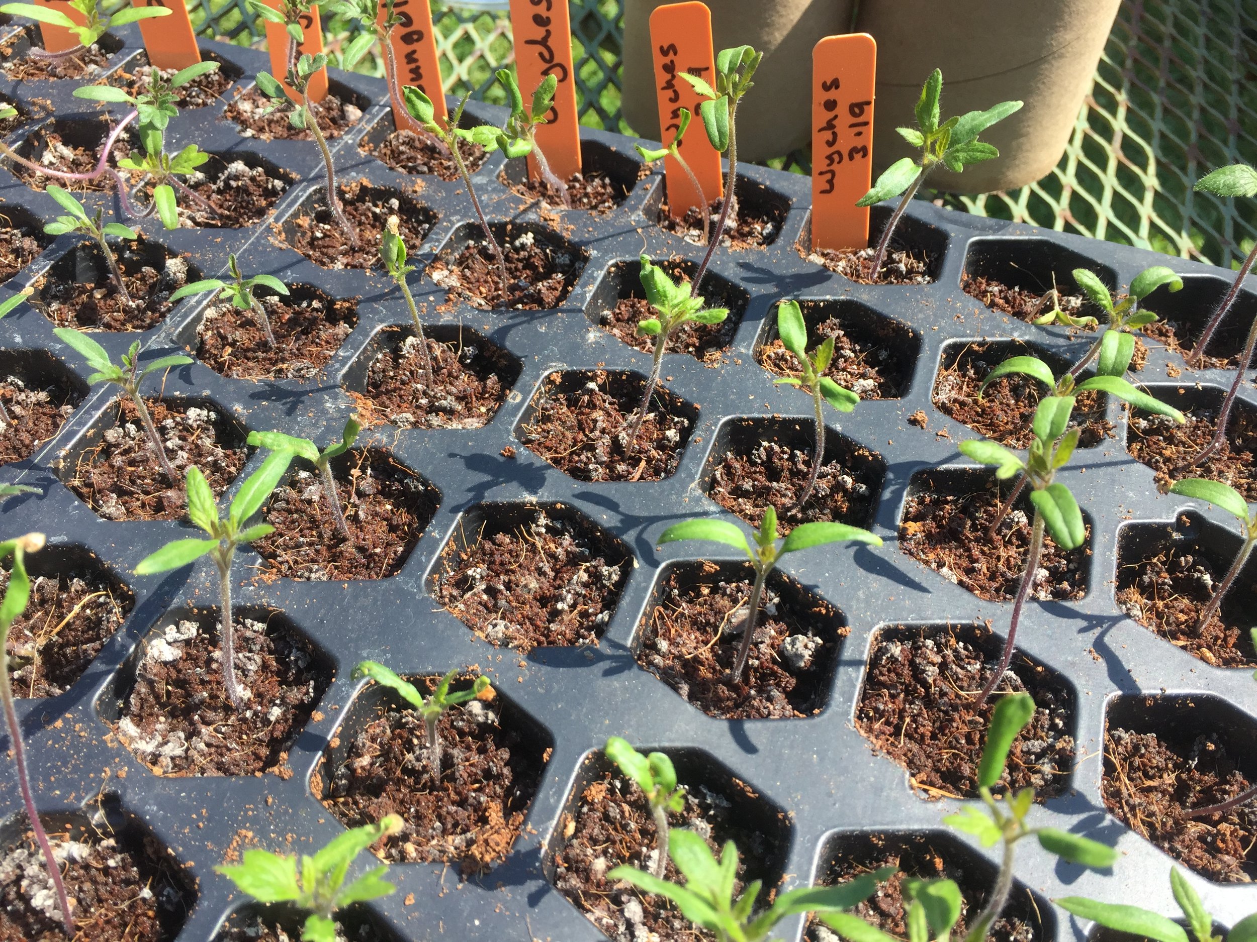 Tomato Seedling Hardening Off.jpeg