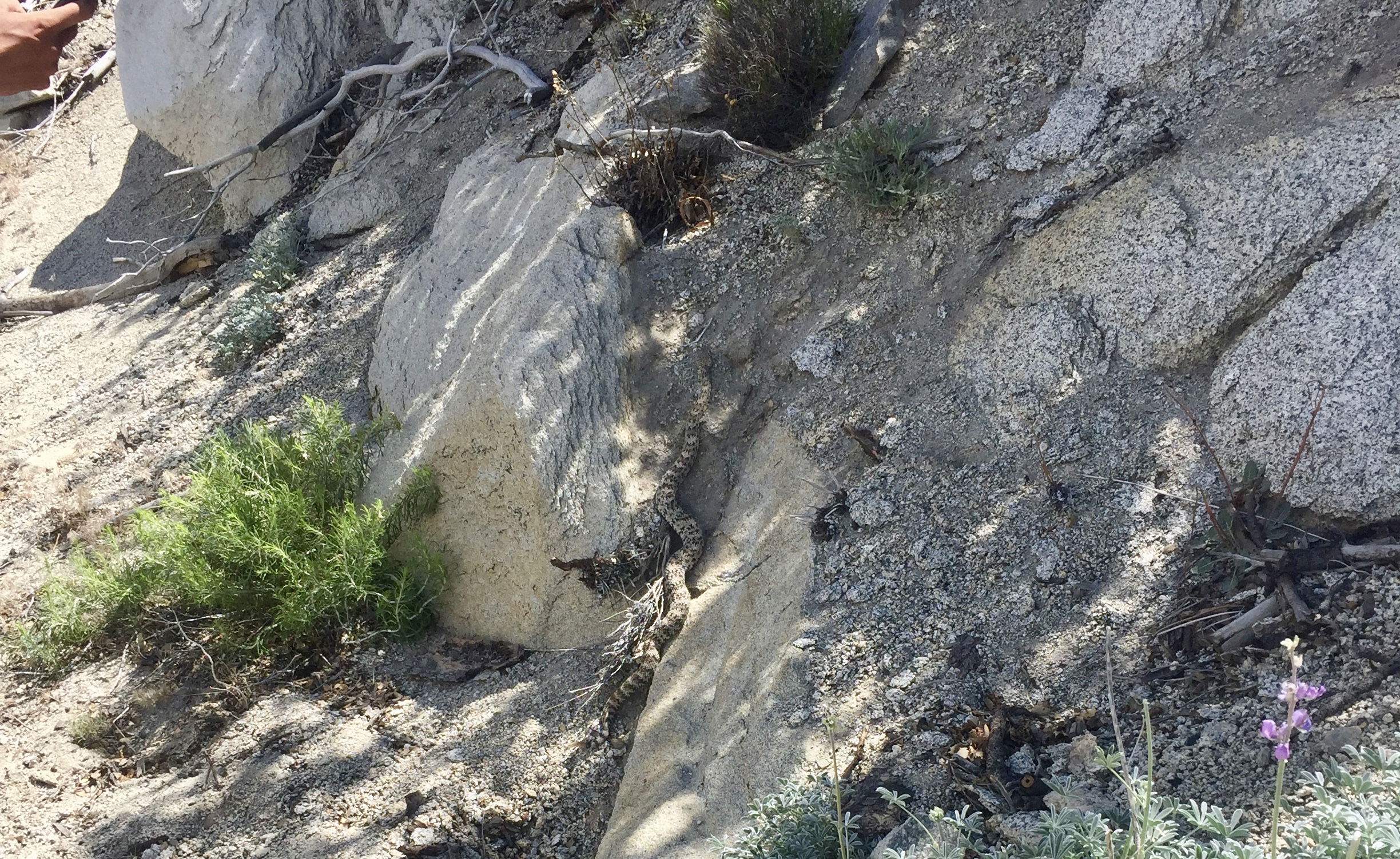 The first snake picture! This guy wanted nothing to do with us and booked it across trail and up the rocks in a hurry.