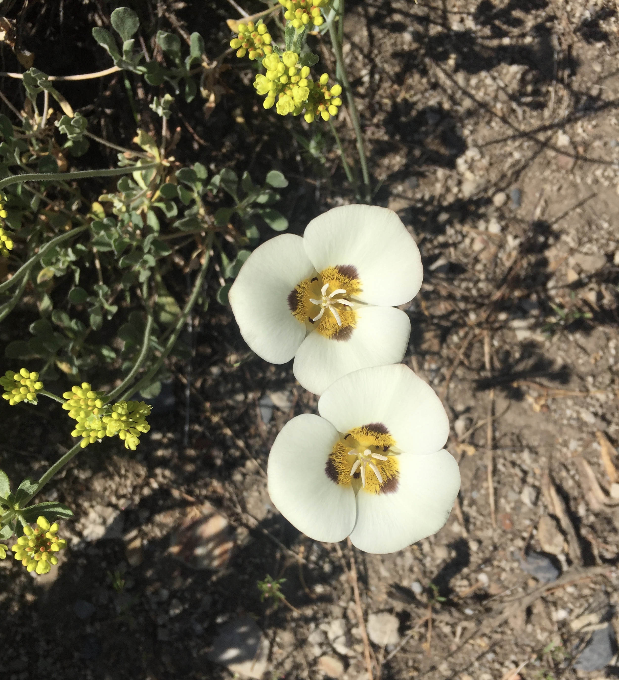 At least the flowers are gorgeous