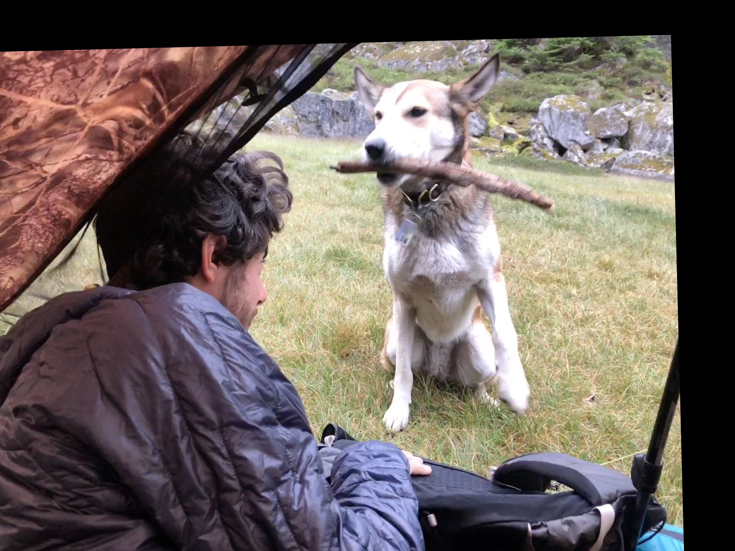 Sweet dog: waker of hikers, destroyer of tents
