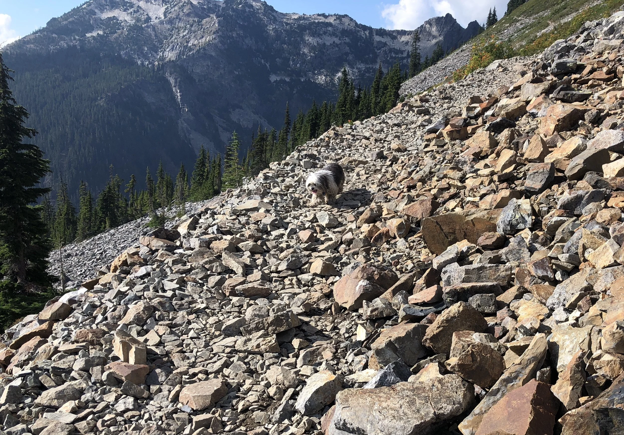 Small fluff coming down the mountain!