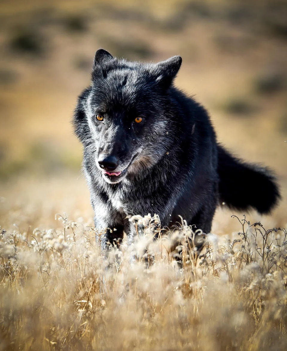 wolf dogs for adoption