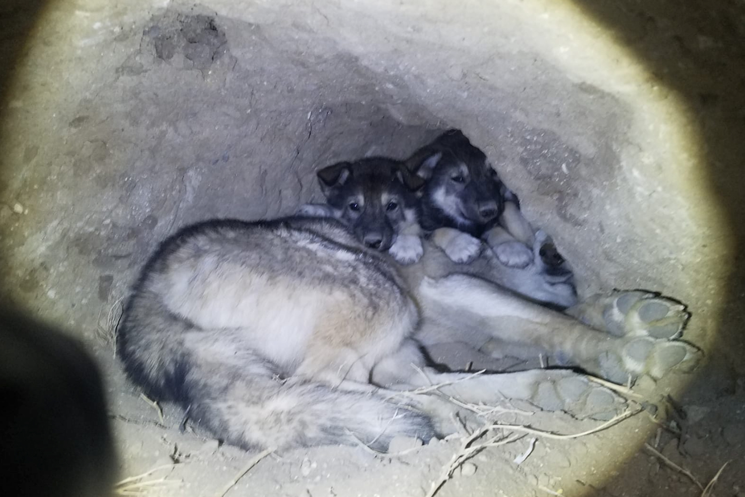 Pups with Mother in Den