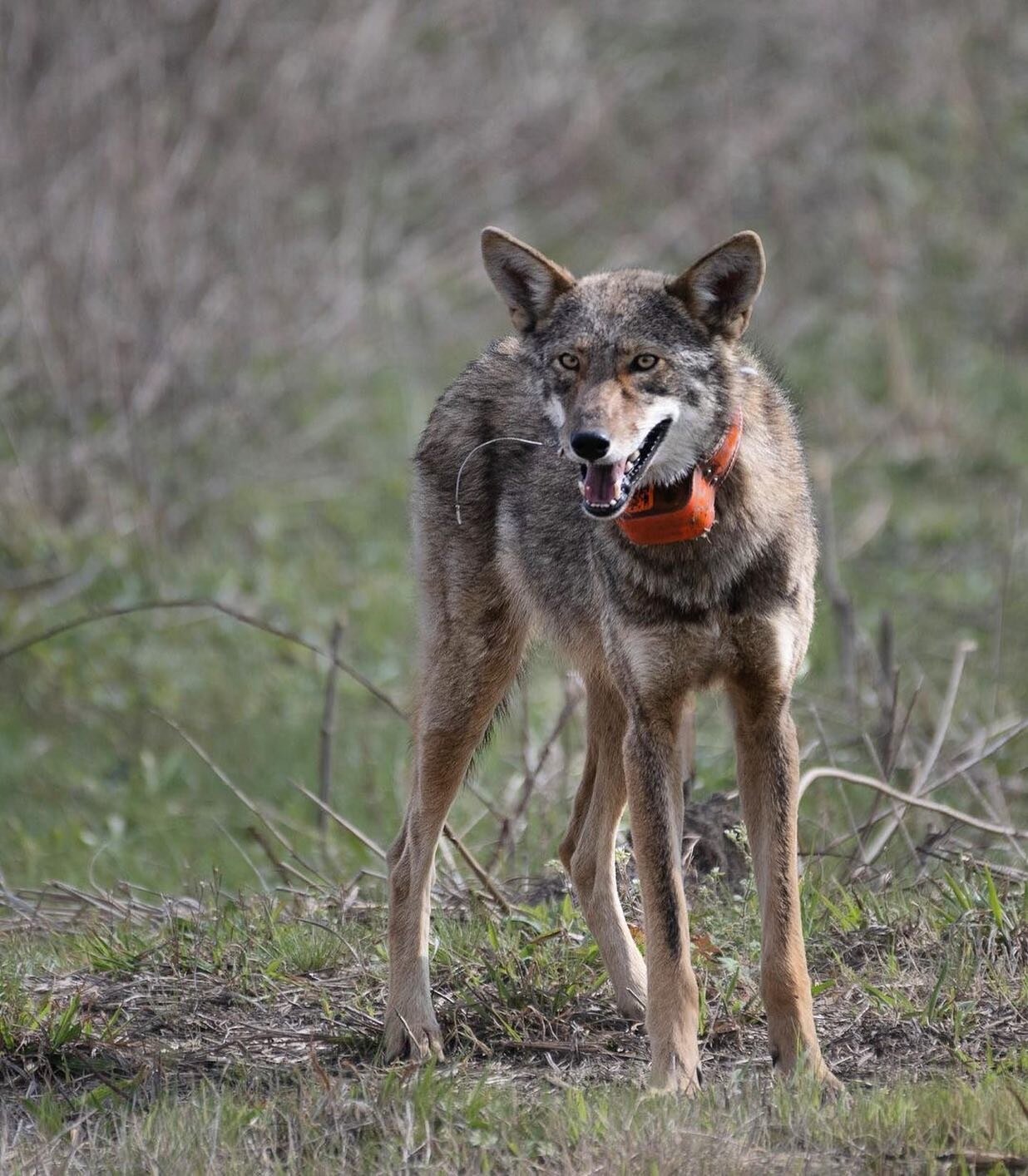 Exciting red wolf news from the amazing @wildlifewithaspen! (Please give her a follow)🙏🐺

USFWS just announced at their public meeting  the amazing news that the ARNWR red wolf pack we all love has new additions - 3 female pups and 2 males born thi