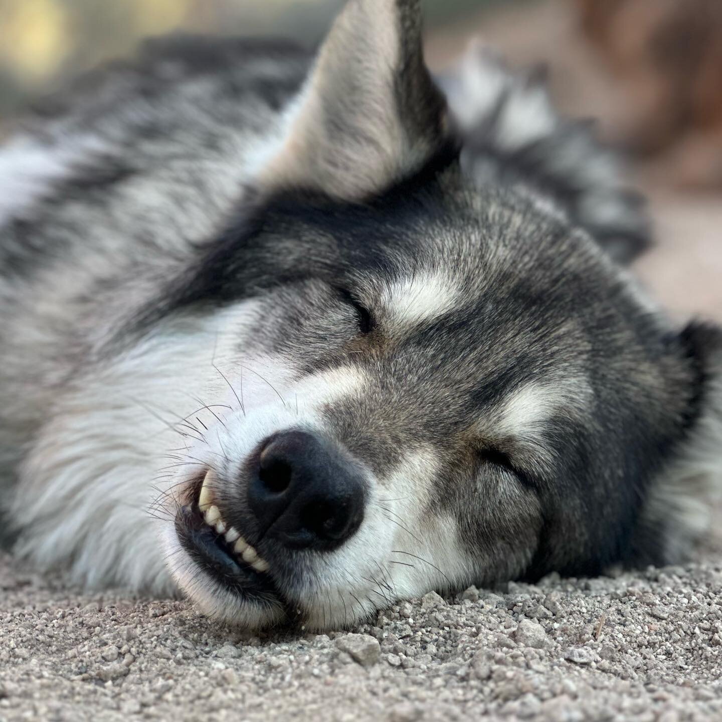 If Monday had a face.
#mondaymood 

Virtually adopt Loki or any of our pack members and support @apexprotectionproject by:

👉clicking the link in our bio
👉www.apexprotectionproject.org
👉donate though our Venmo or PayPal
👉share this post and tag a