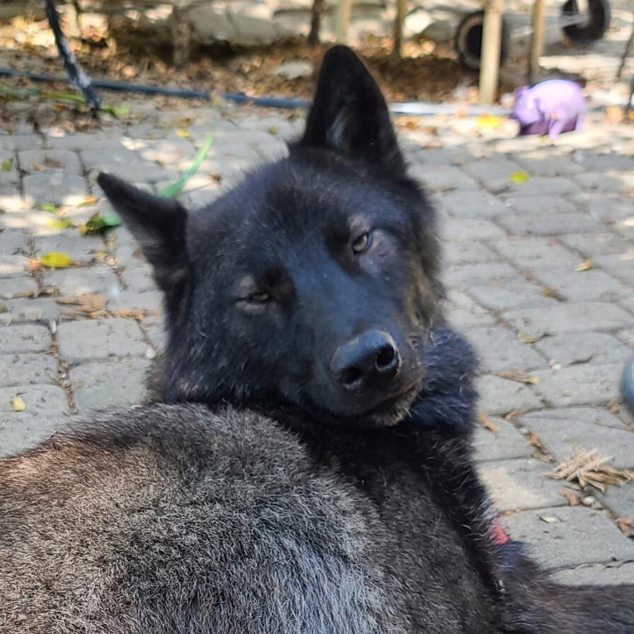 🚨RESCUE HELP NEEDED🚨

Rama's situation is urgent.
He is a year and a half old. His family bought him as a puppy but now, they're fearing for his life. Wolfdogs are notorious for being incredible escape artists and as Rama is maturing, he is becomin