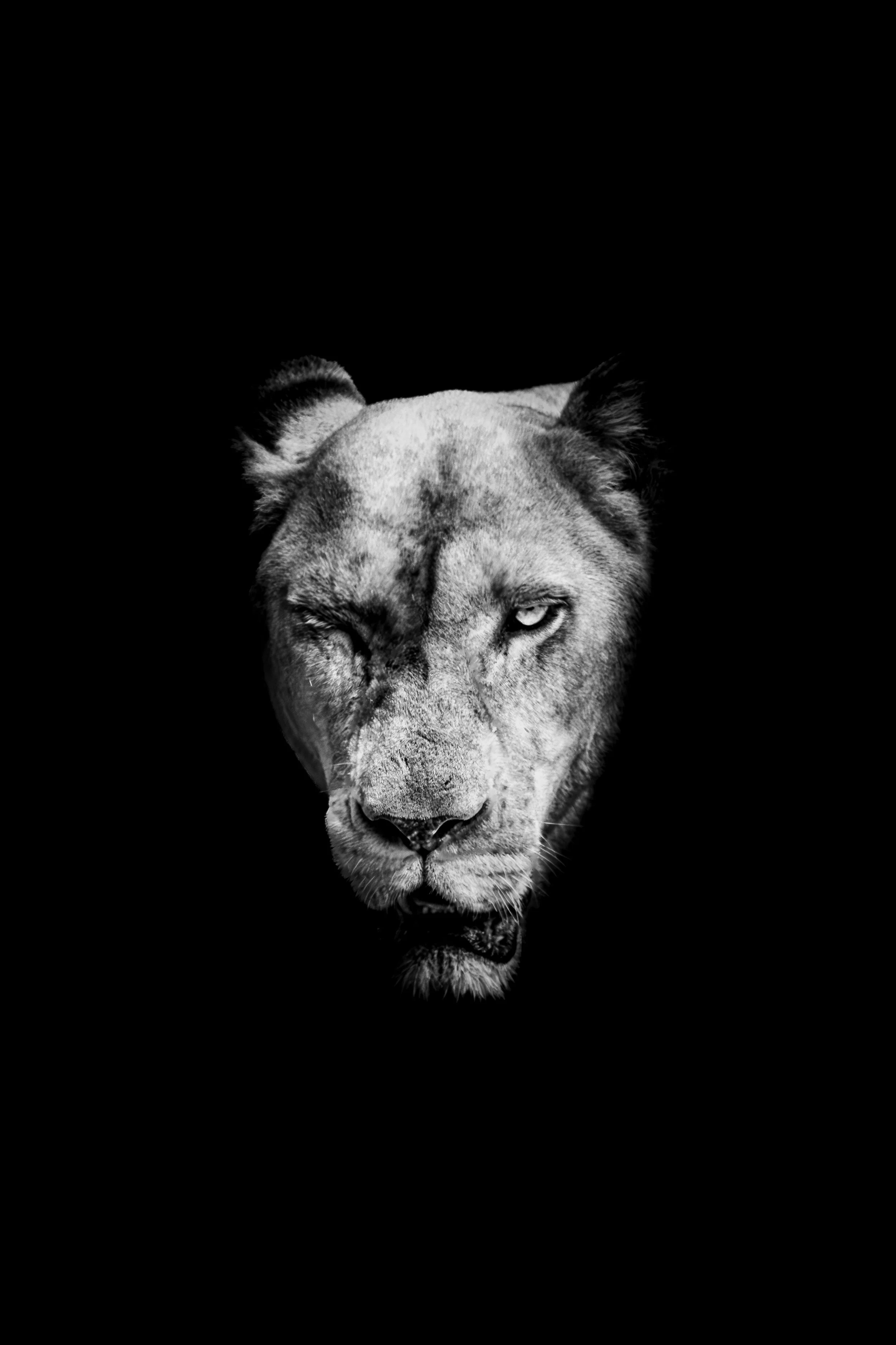 Untamed Authority: The Magnetism of Apex Predators