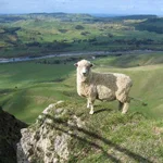 new-zealand.jpg