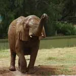 elephants.jpg