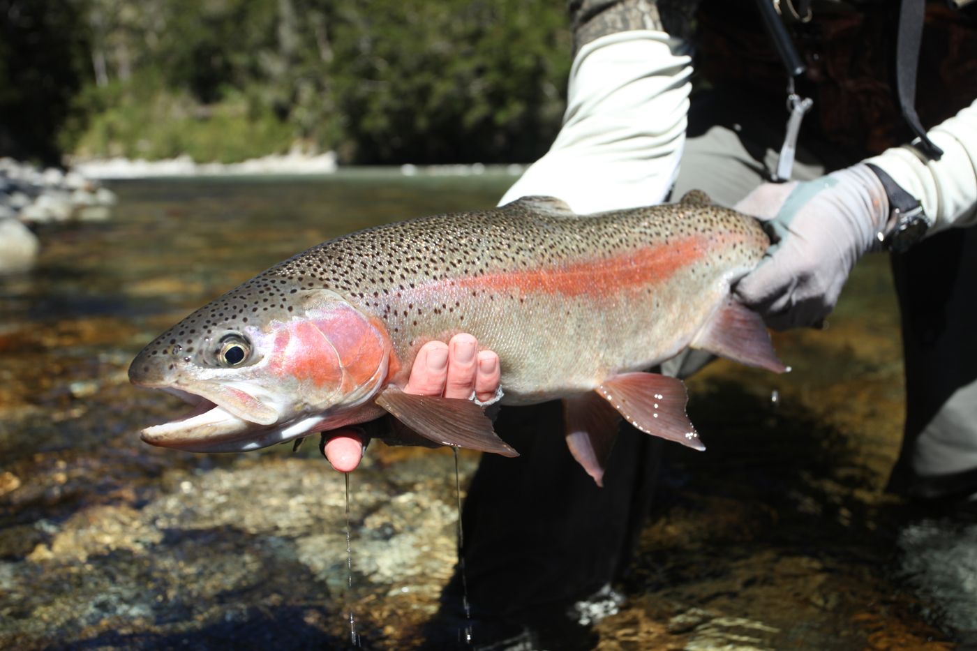   The Fly Fishing Trip of Your Lifetime    Expert Advice for No Extra Cost    Contact Us  