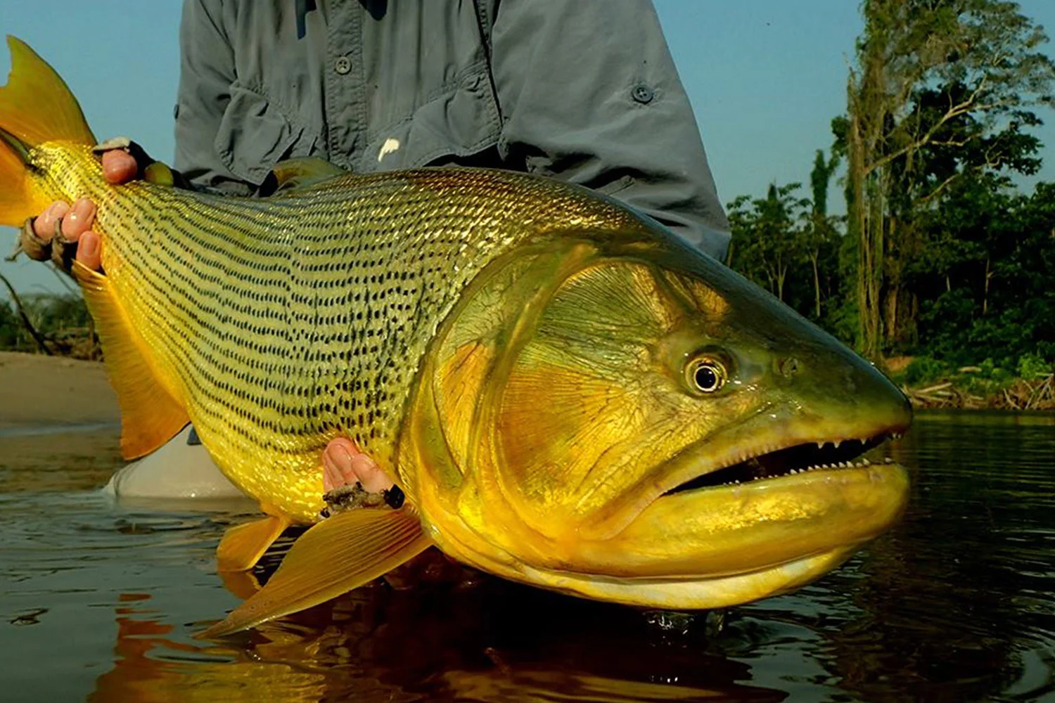 Secure-Lodge-dorado.jpg