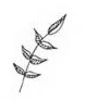 leaves-4.jpg