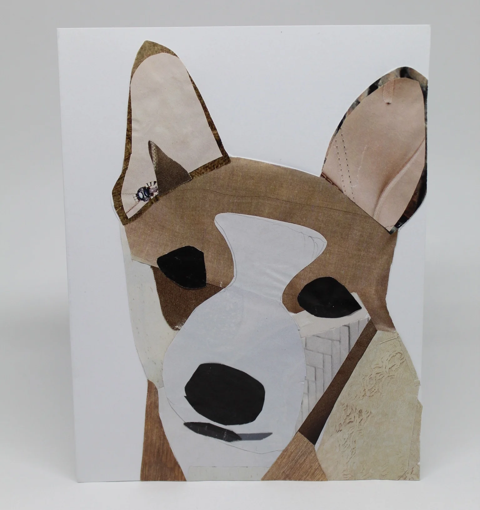 Shiba