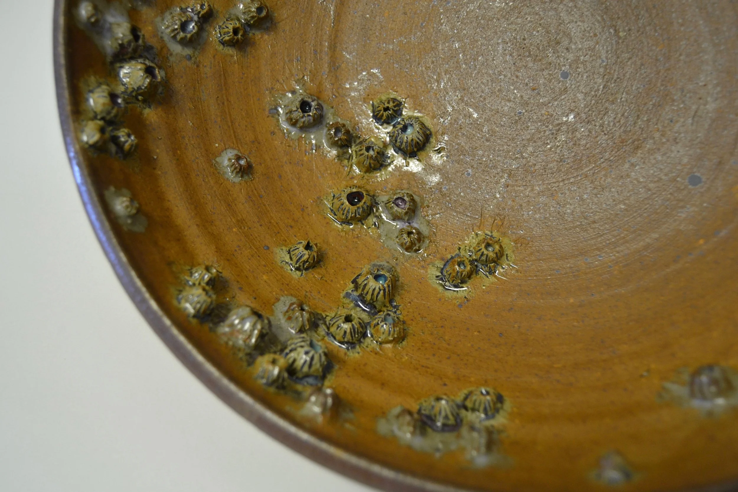 Untitled (Barnacles)