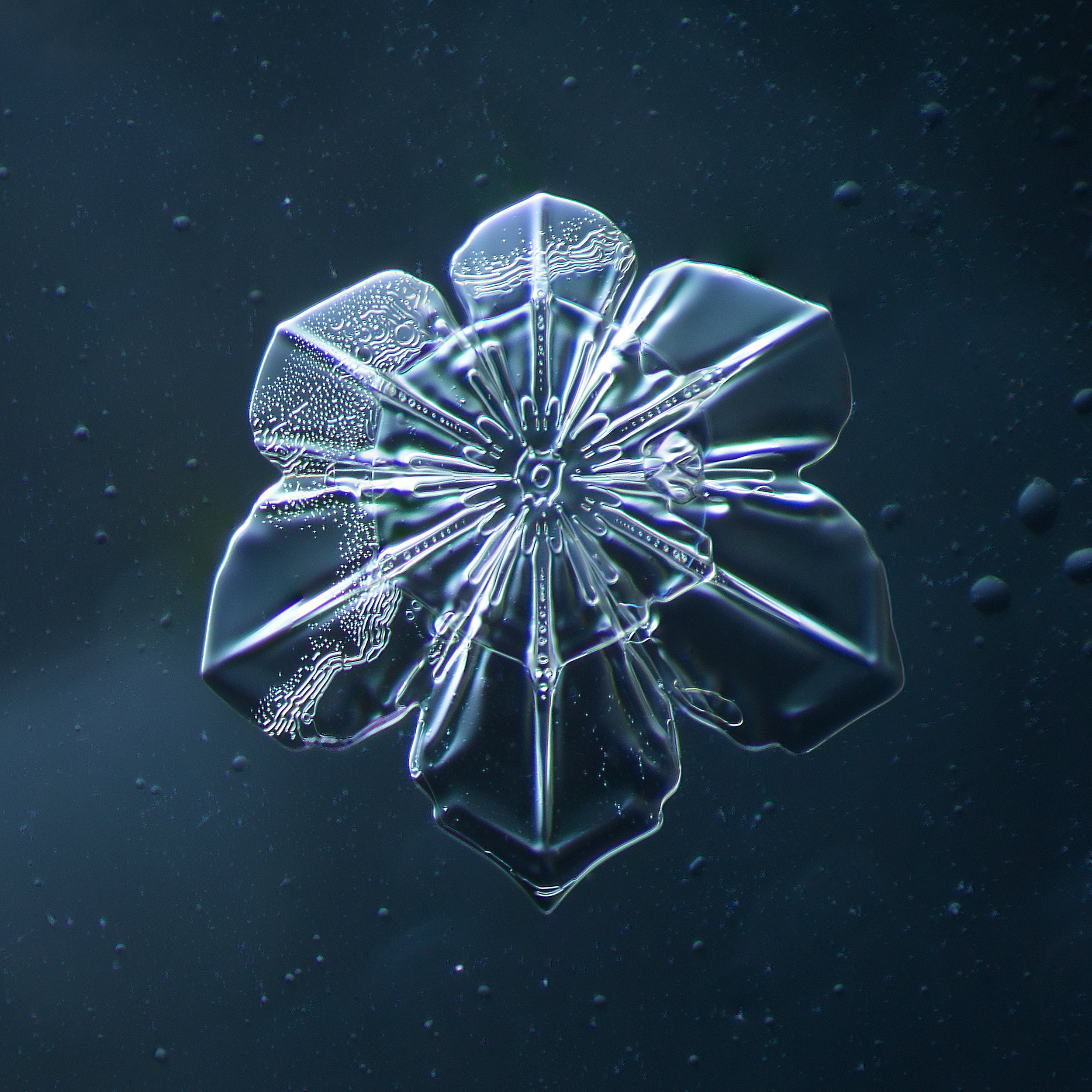 Snowflake 2014.02.09.2014.1.JPG