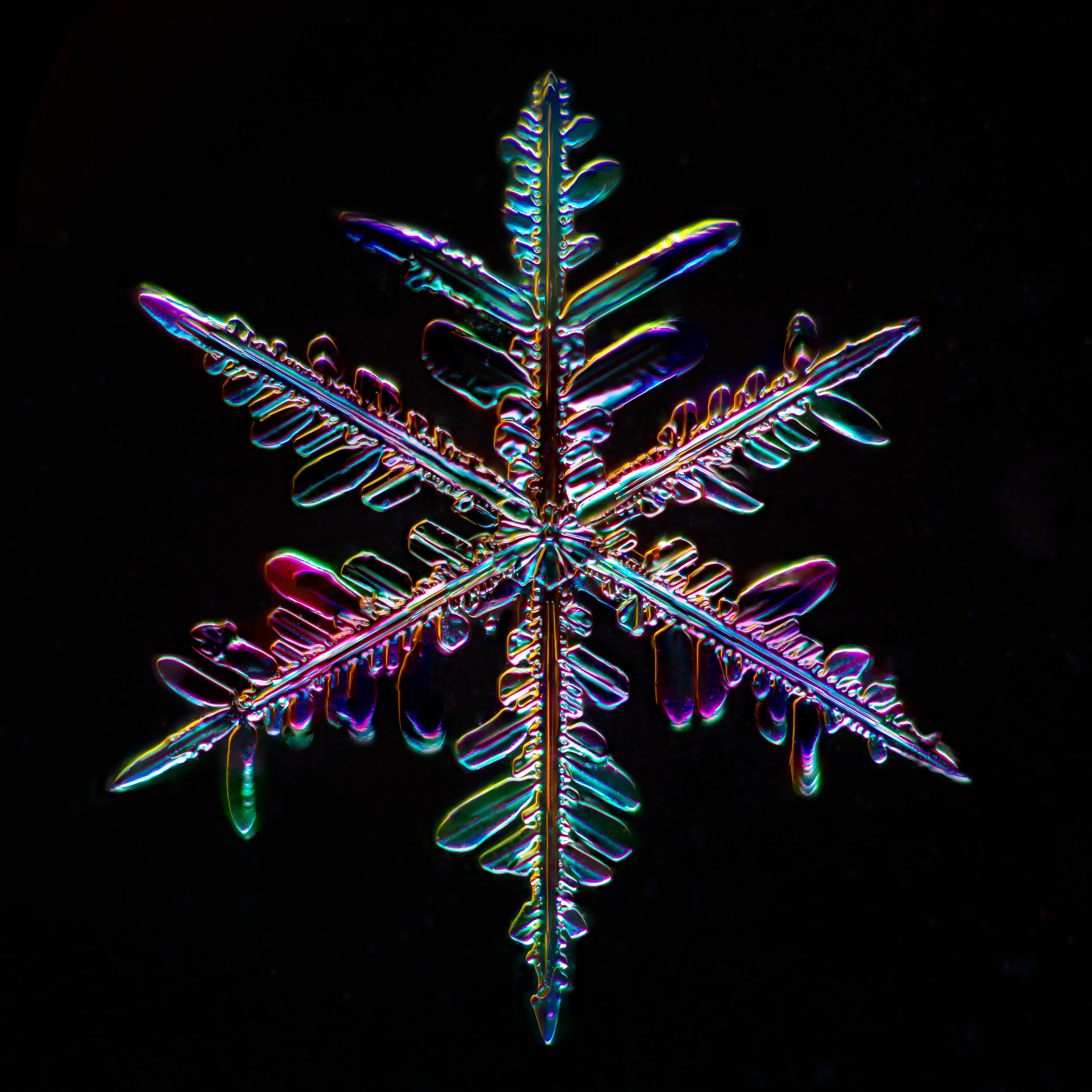 Snowflake 2015.01.25.003.JPG
