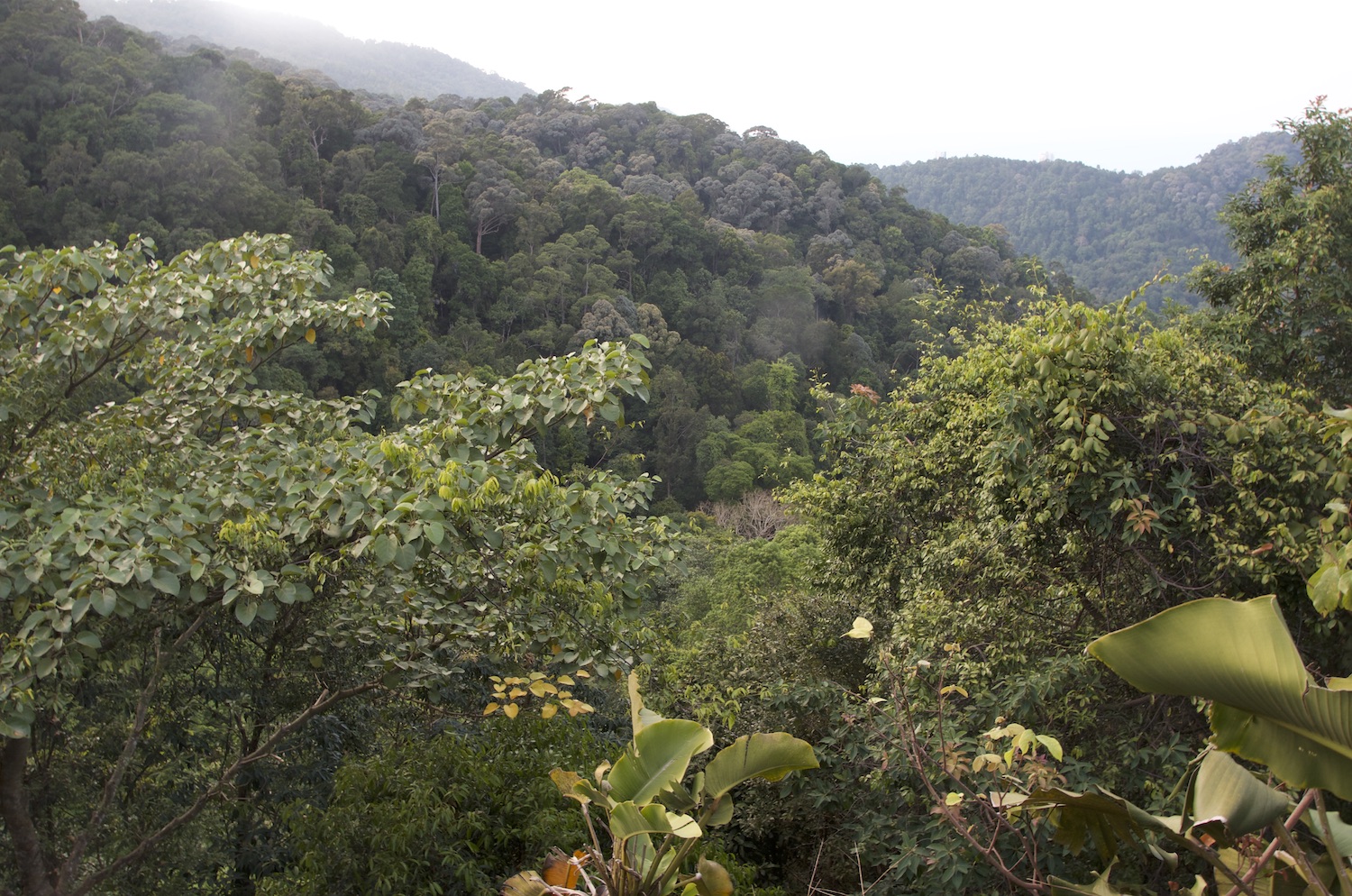 DSC_3983 PENANG N 5 JUNGLE!!! 2013!! 1500 PIXELS SML...jpg