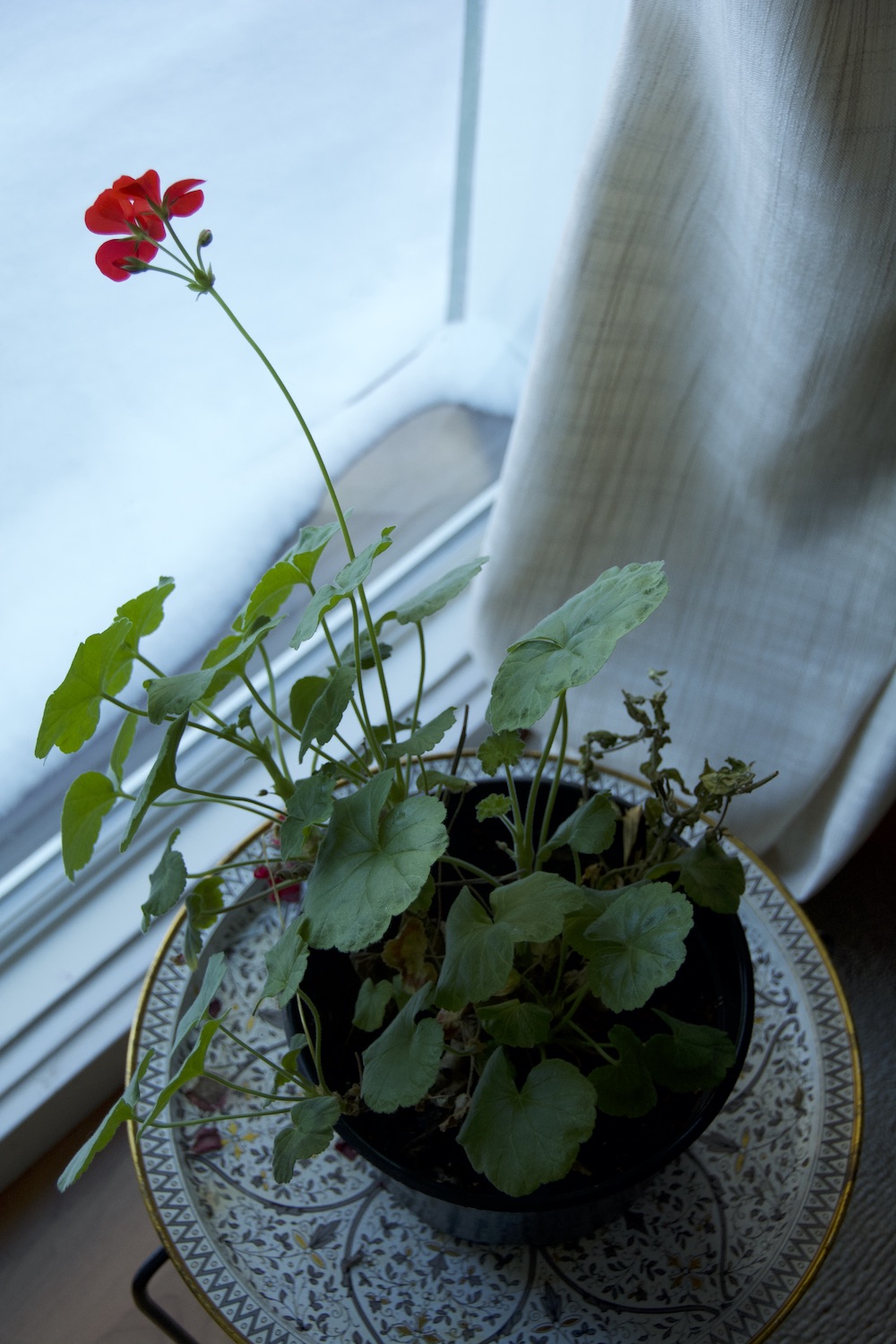 DSC_2861 winter geranium peering....1500P.jpg