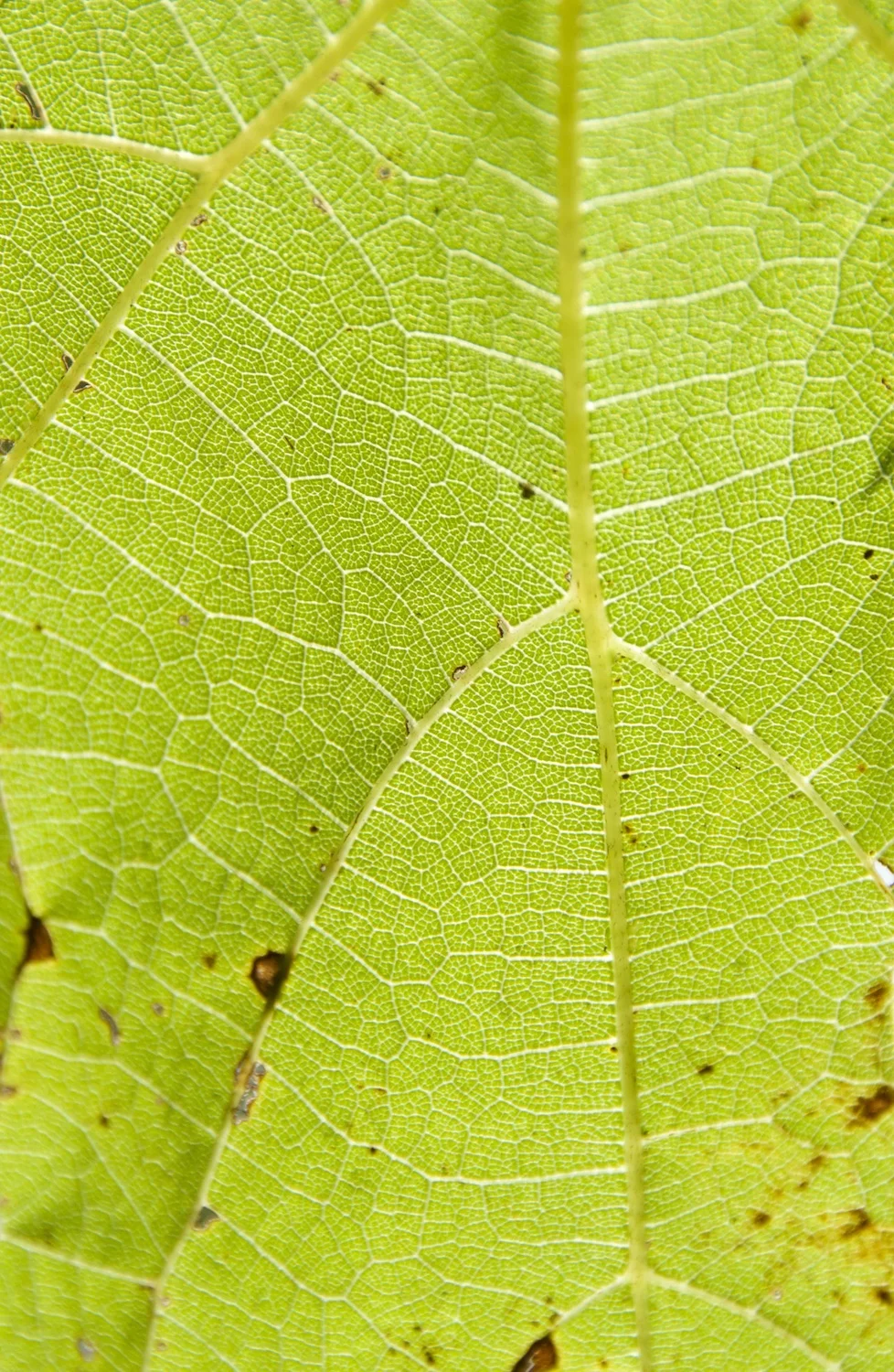 DSC_9500 LEAF CLOSEUP original! 1500 pixels.jpg
