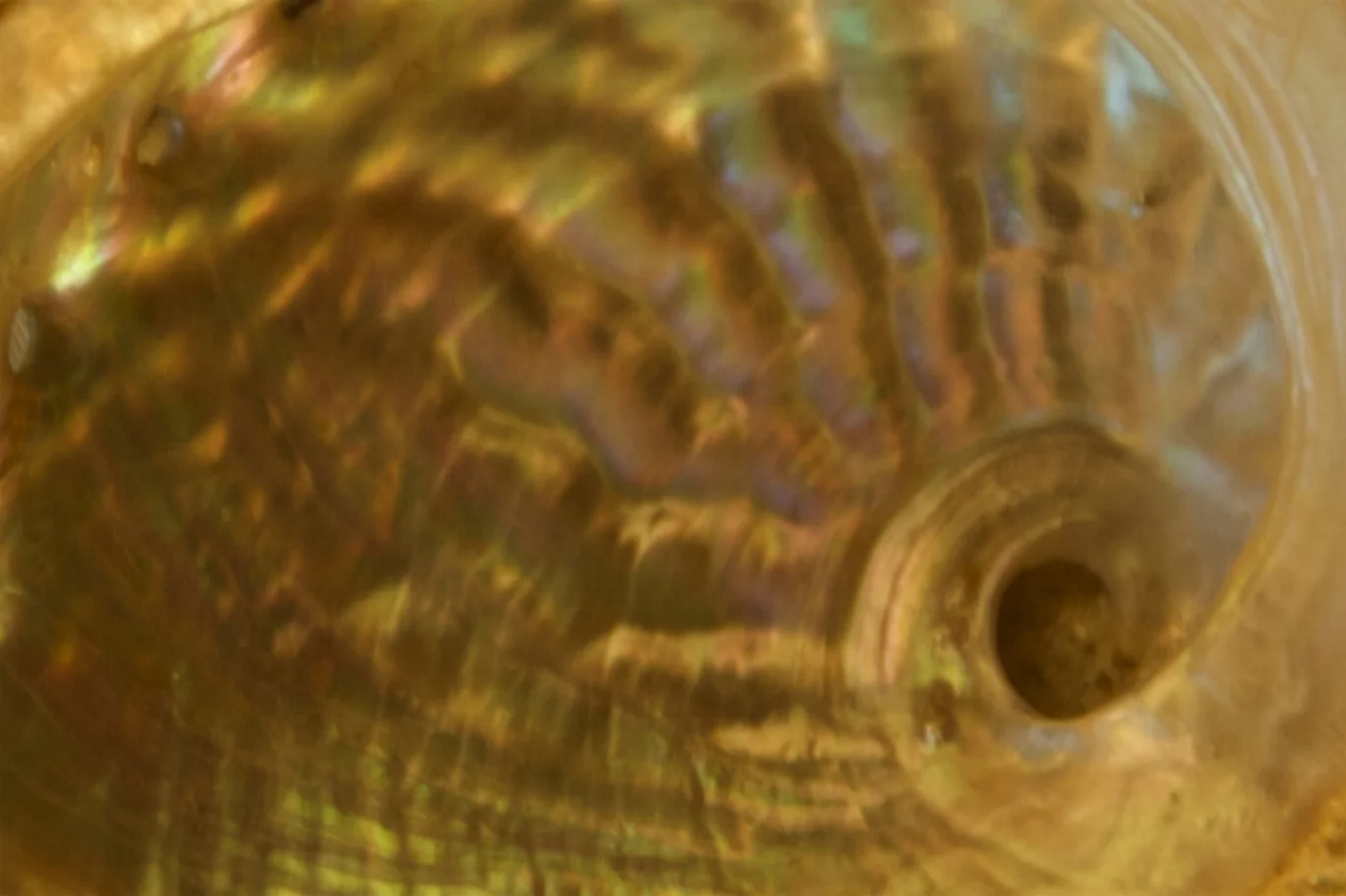 DSC_0168 copy SHELL horiz...1500 pixels 2.jpg