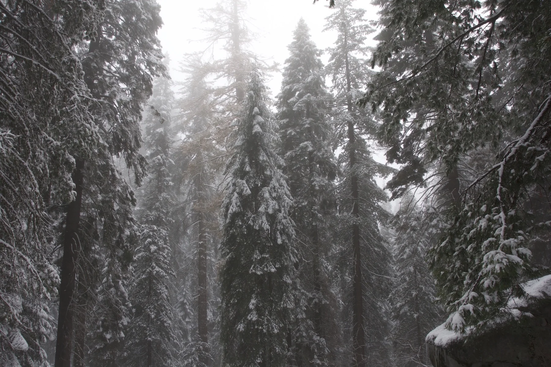 6929 SEQUOIA FOREST...1800 PIX MAX copy 2.jpg