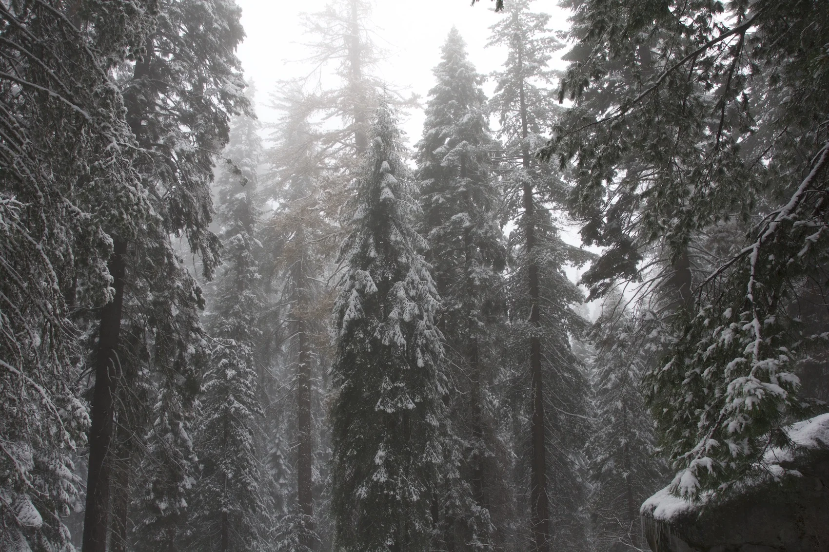 DSC_6929_SEQUOIA.NP_RESIZED.jpg