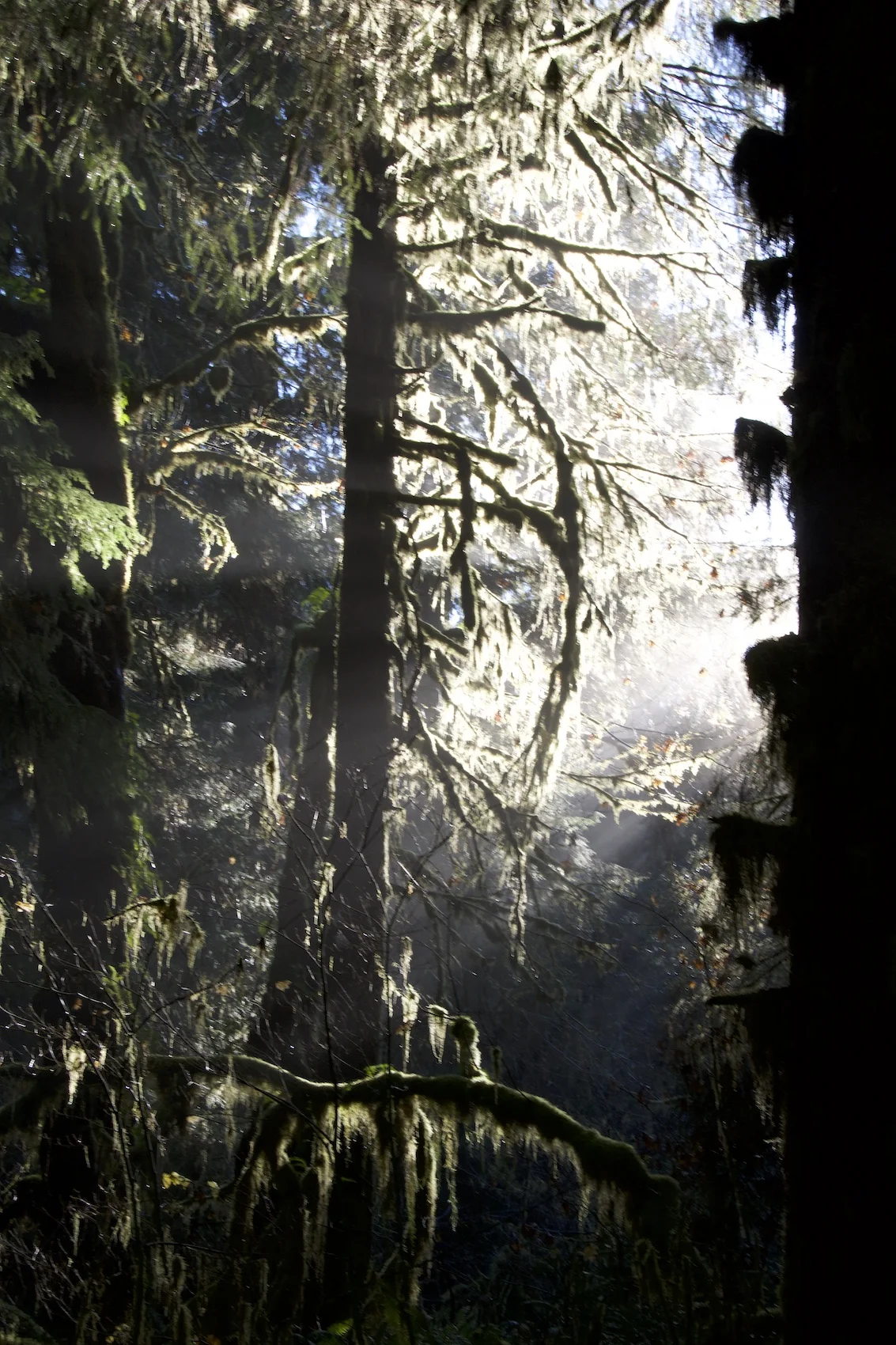 DSC_3098_forestlight_resizedjpeg.jpeg