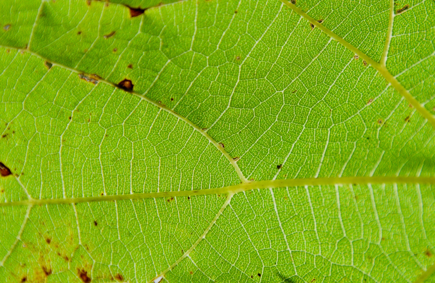 DSC_9500+LEAF+CLOSEUP+HORIZONTAL+original%21+1500+pix+copy.jpg