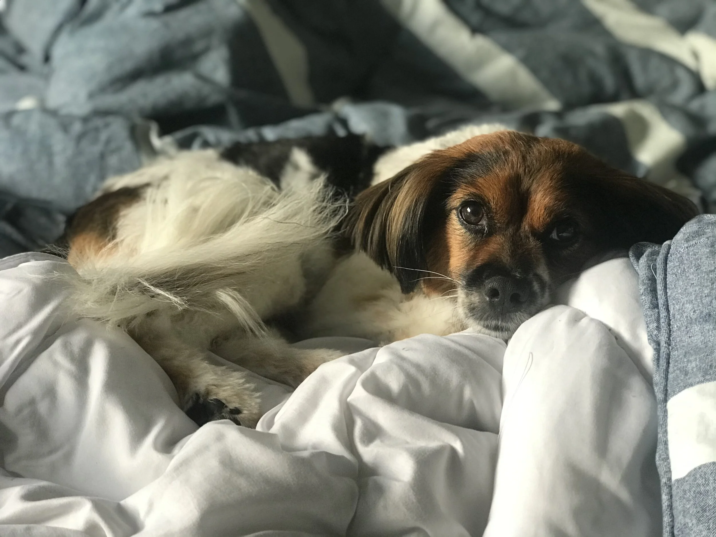 Must Love Dogs: Yes, this post is almost entirely about my dog