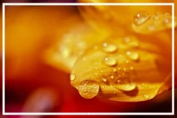 flower-dew.jpg