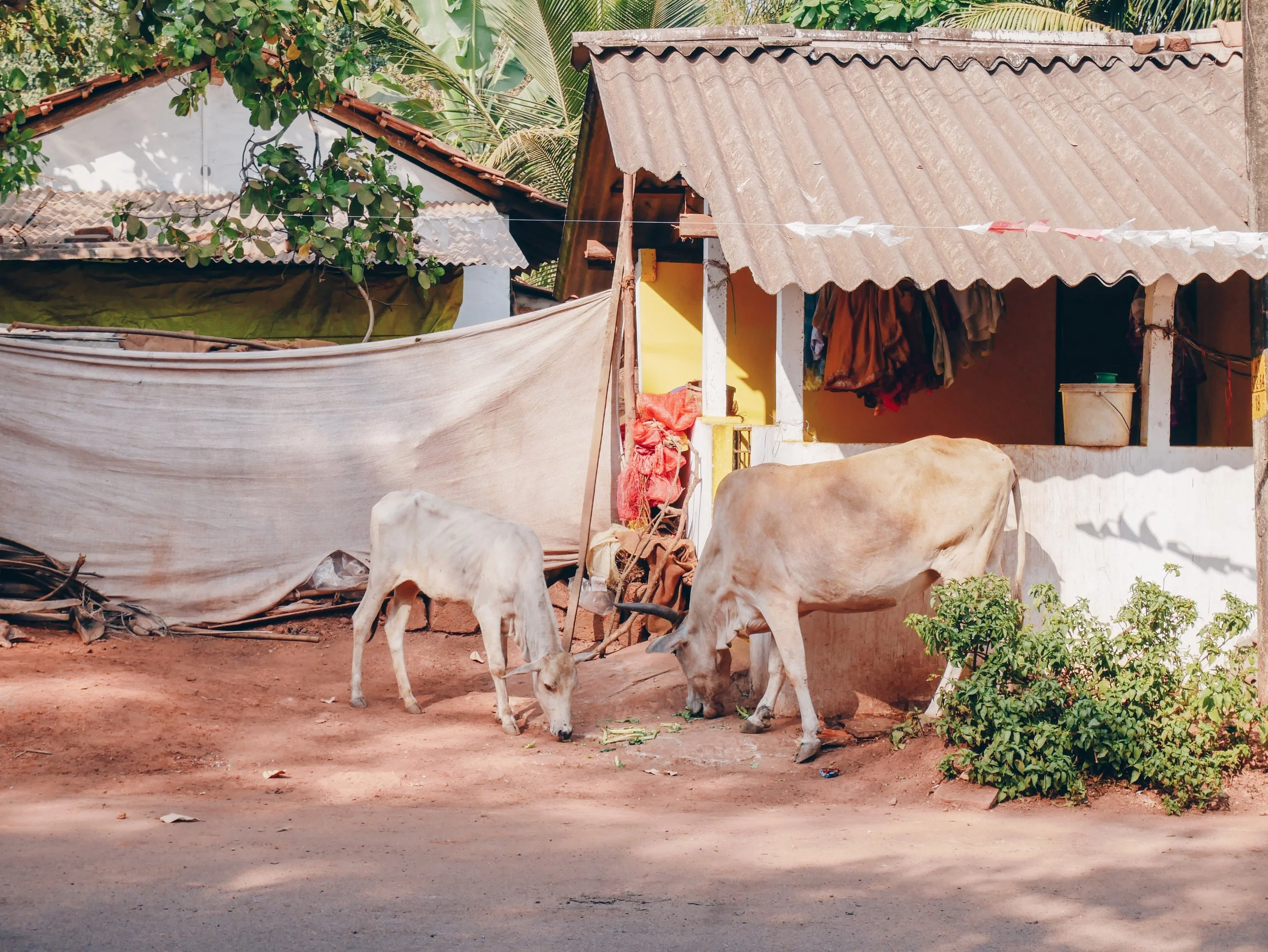 Little cows