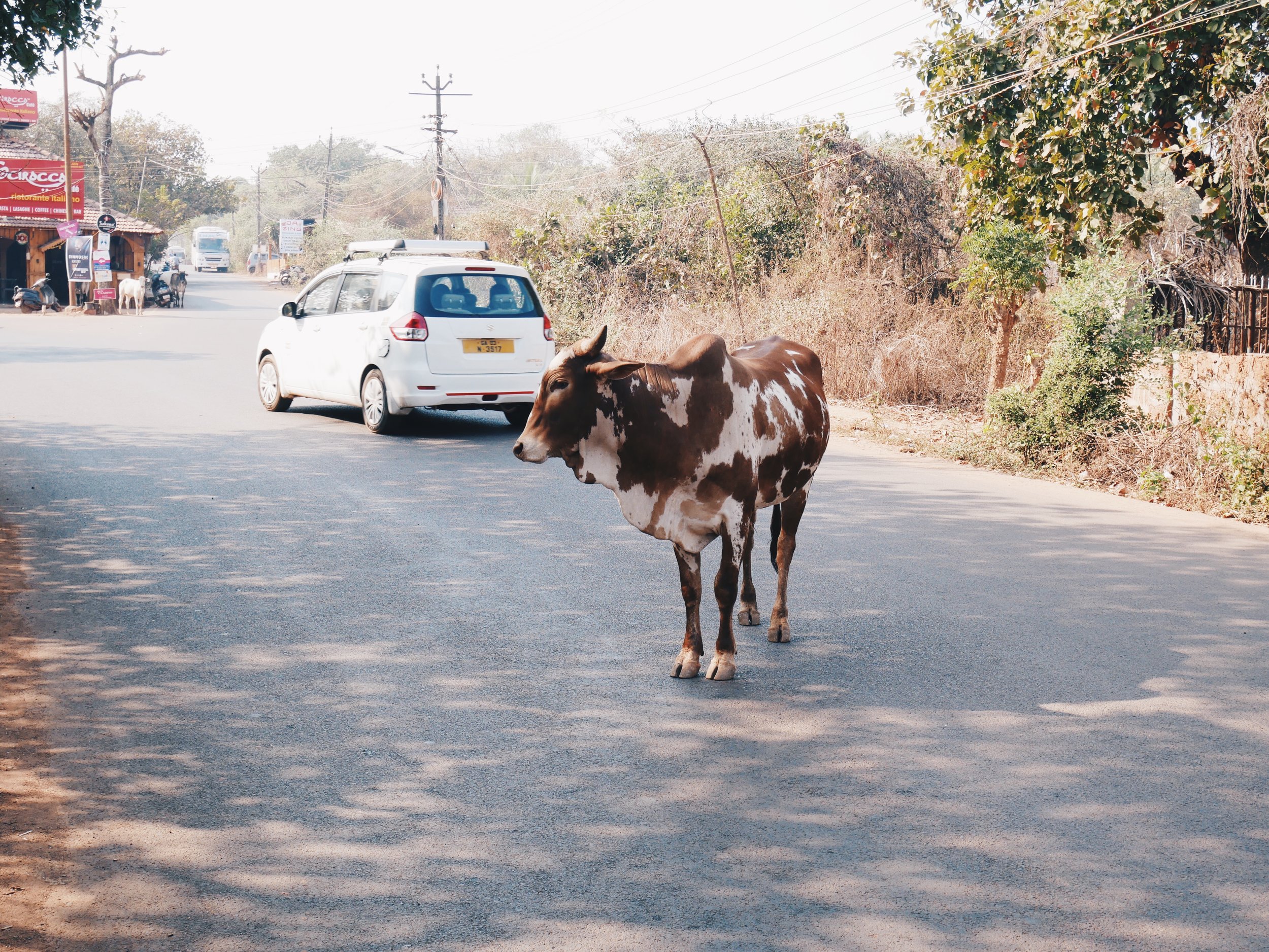 Just a cow not giving a f*ck