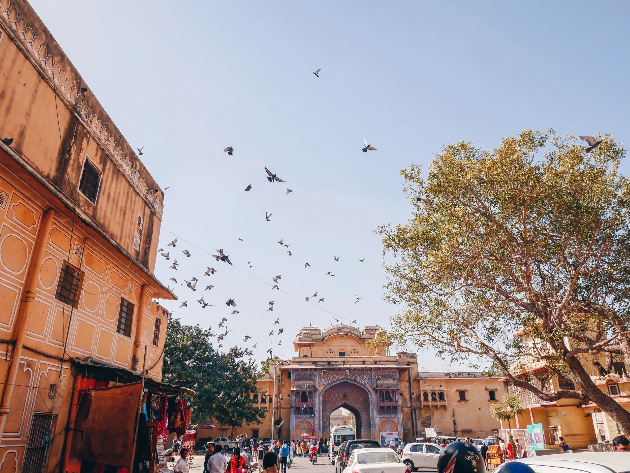 Pigeons Galore