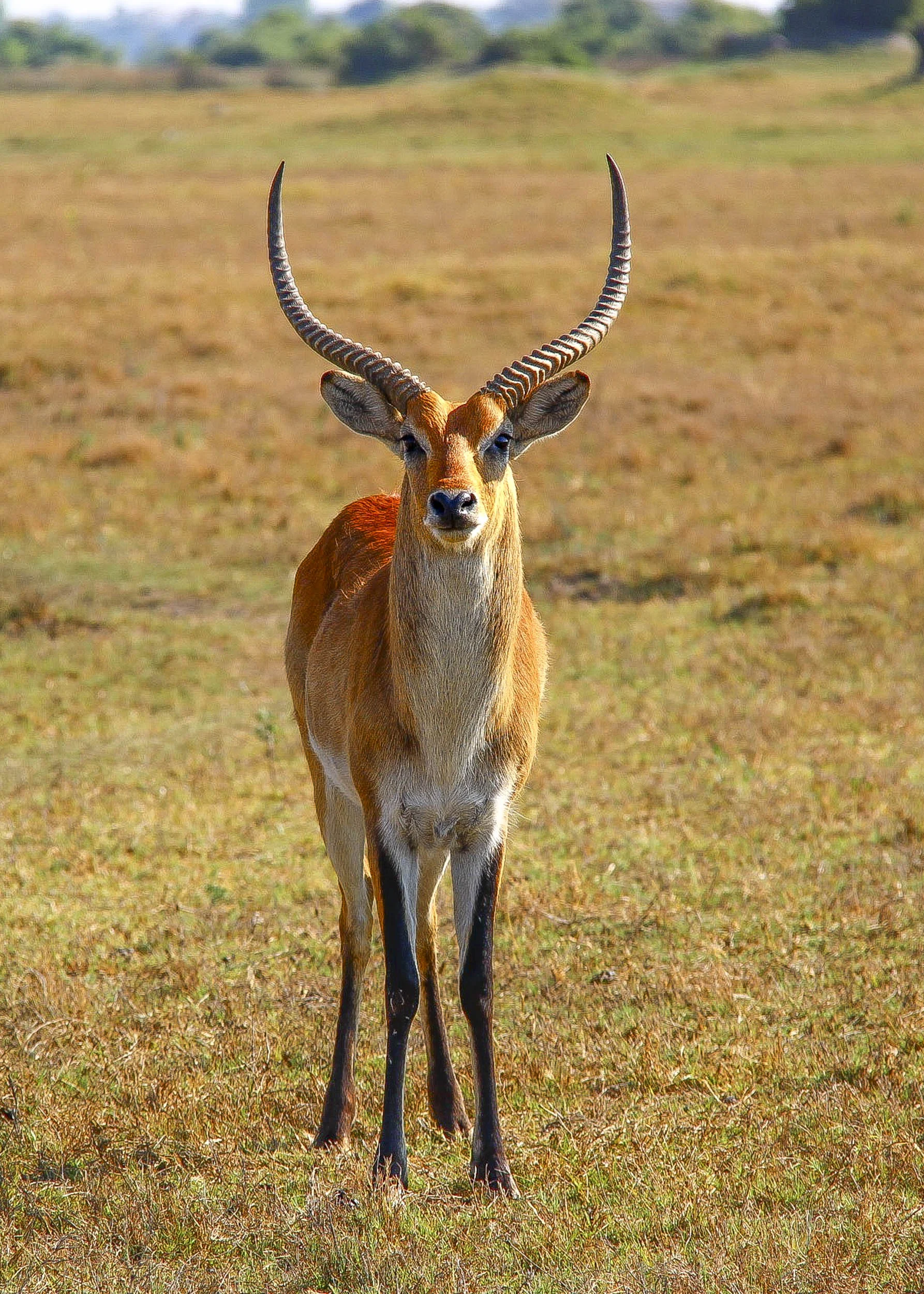 Okavango Delta
