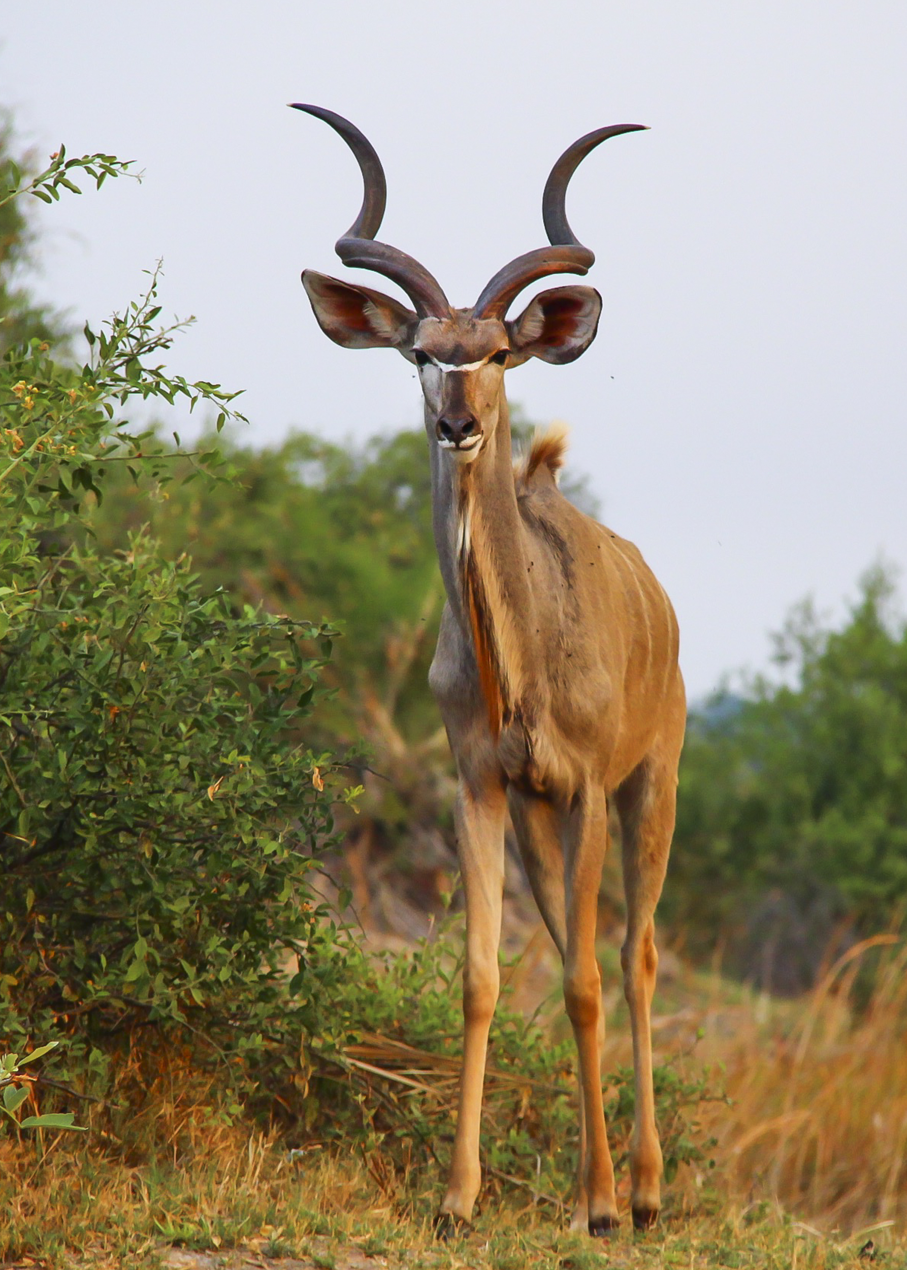 Okavango Delta