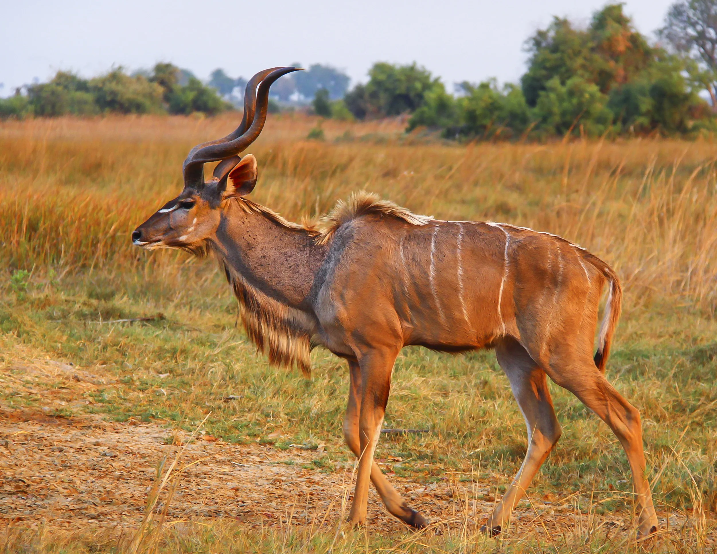 Okavango Delta