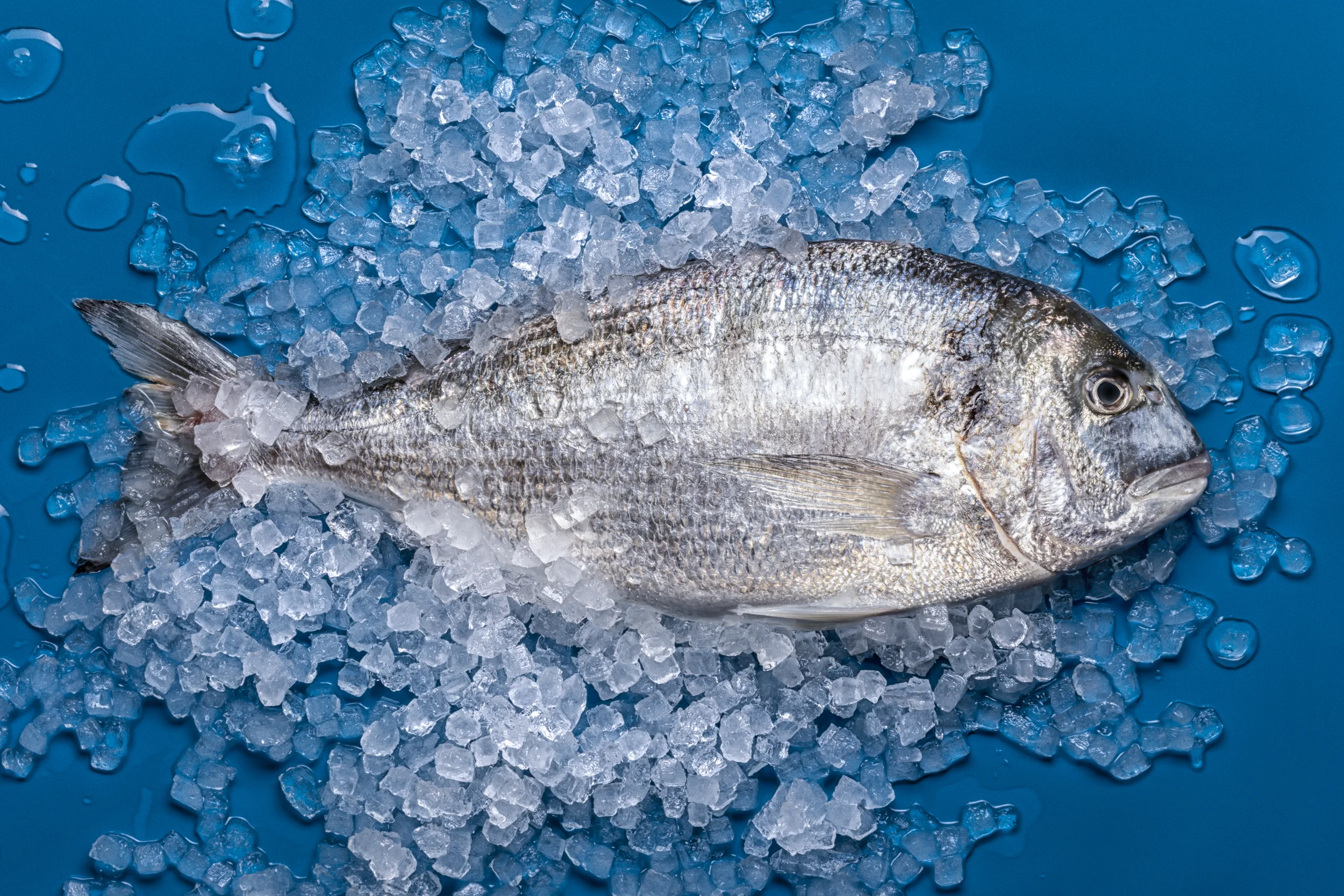 1_Fisch-1072-Edit-2.jpg